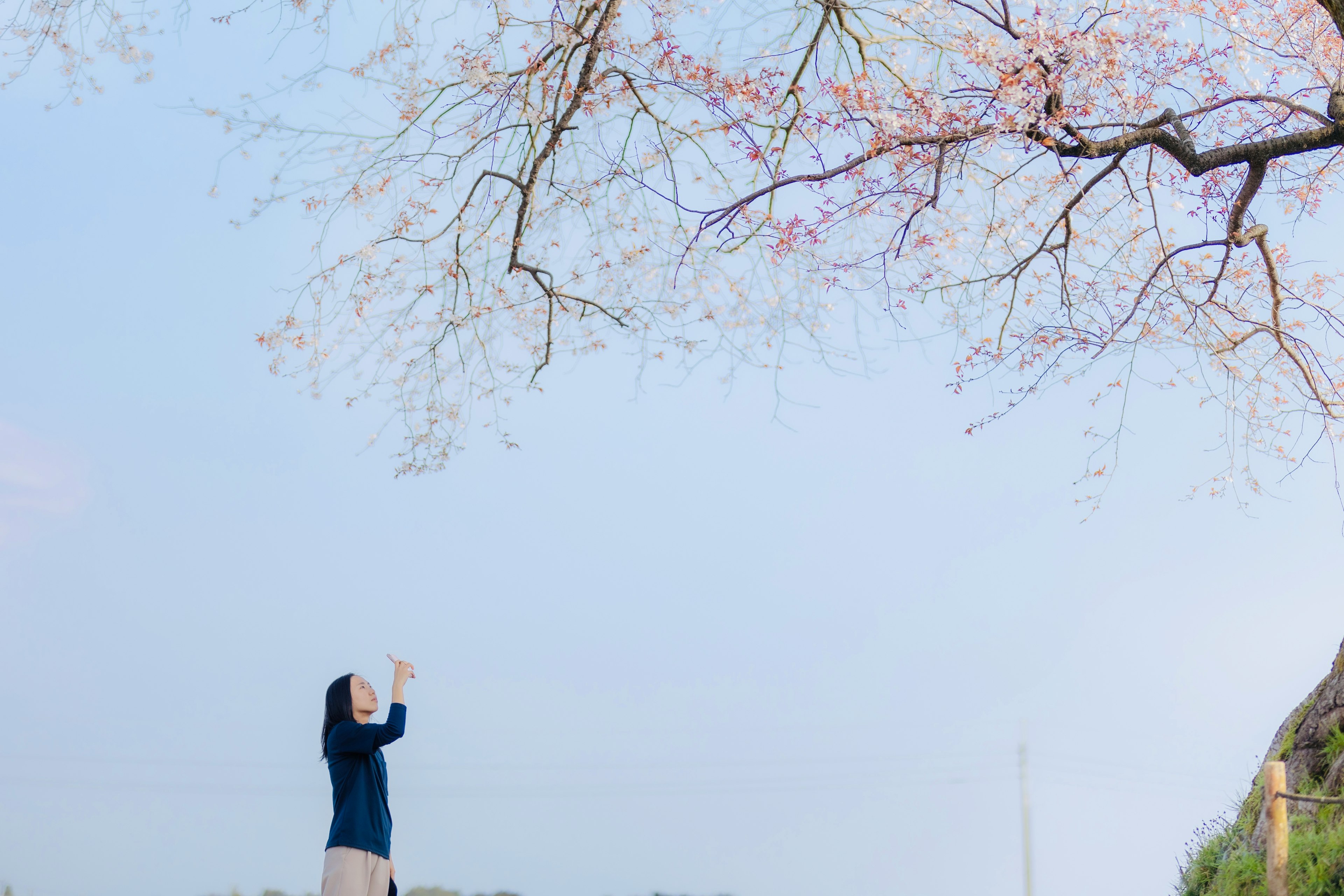 Una donna che si trova sotto un albero di ciliegio mentre scatta una foto con il suo smartphone