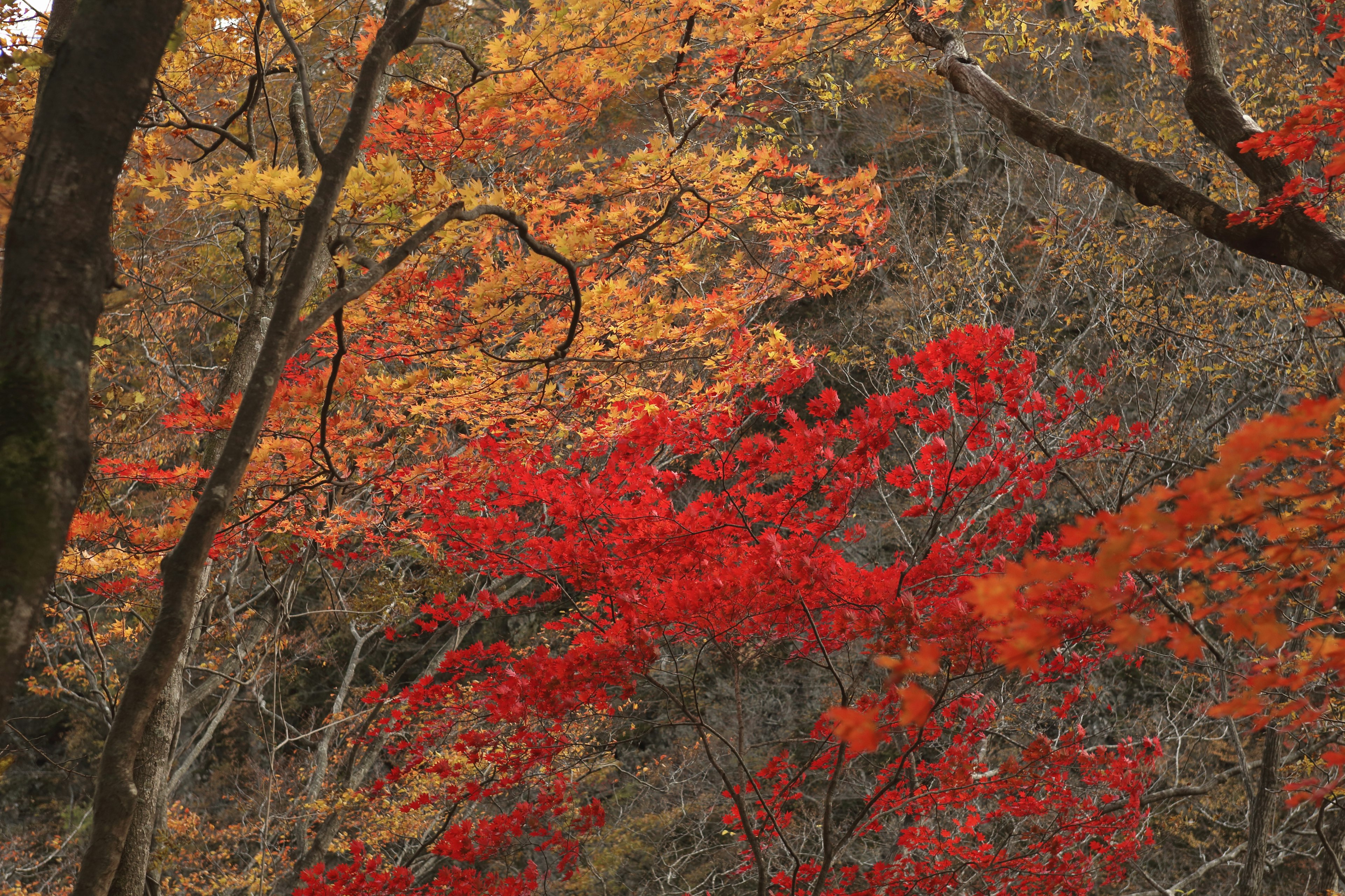 Scena forestale autunnale con foglie rosse e arancioni vibranti