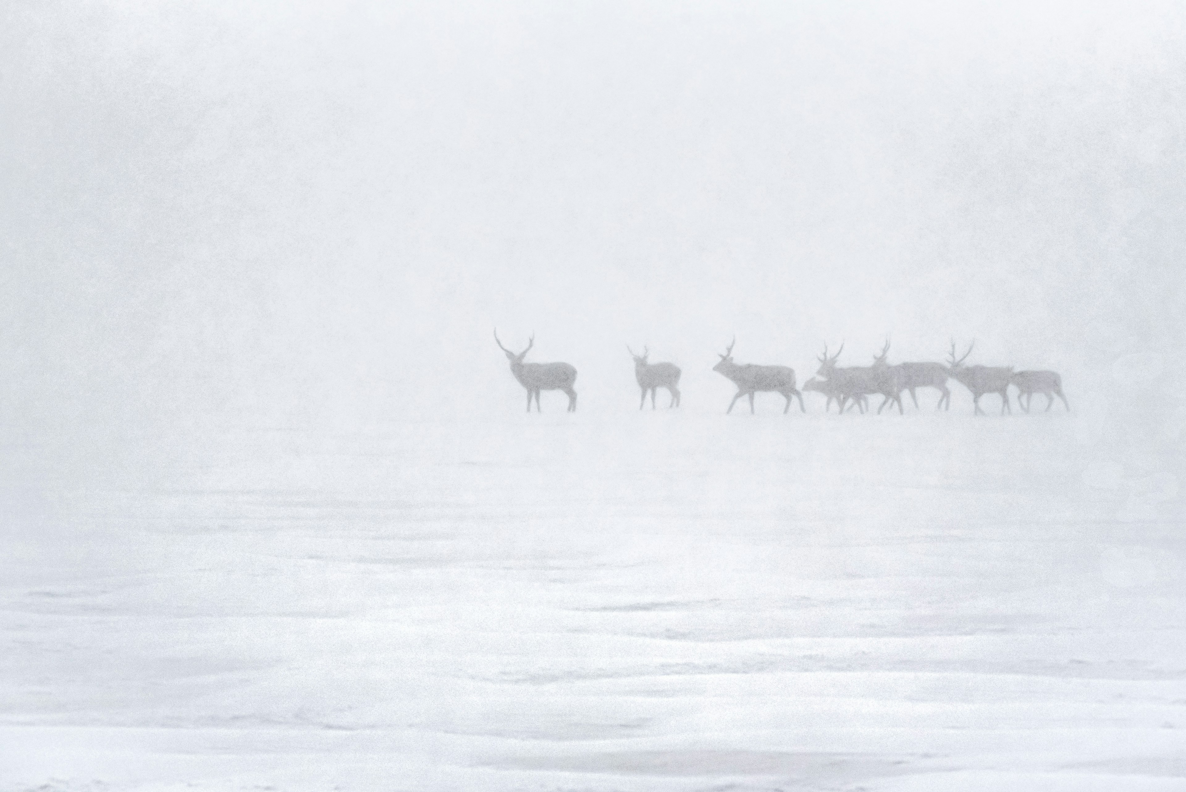 Un branco di cervi che cammina attraverso una fitta nebbia