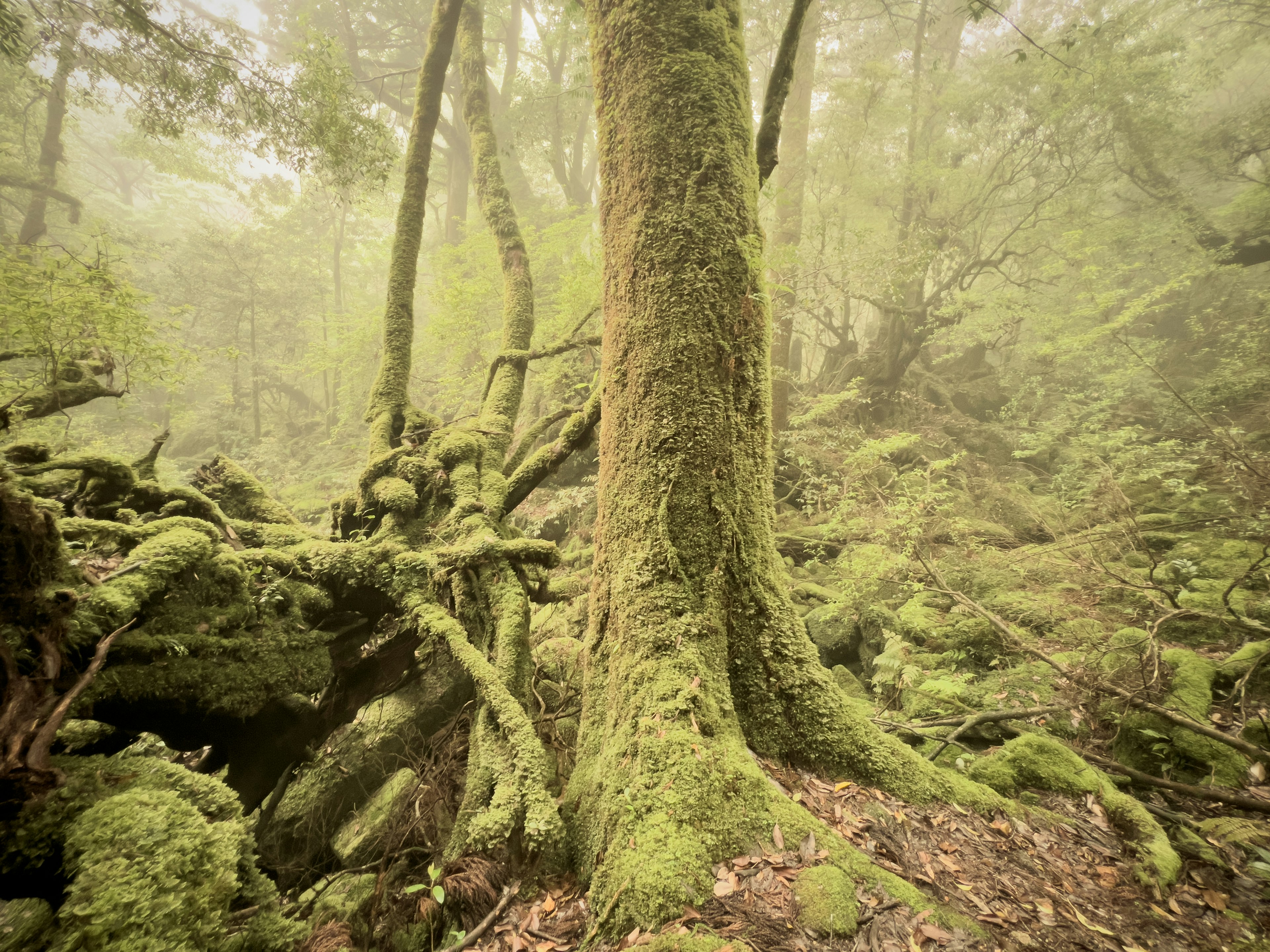 Grand arbre dans une forêt verte brumeuse avec des racines couvertes de mousse