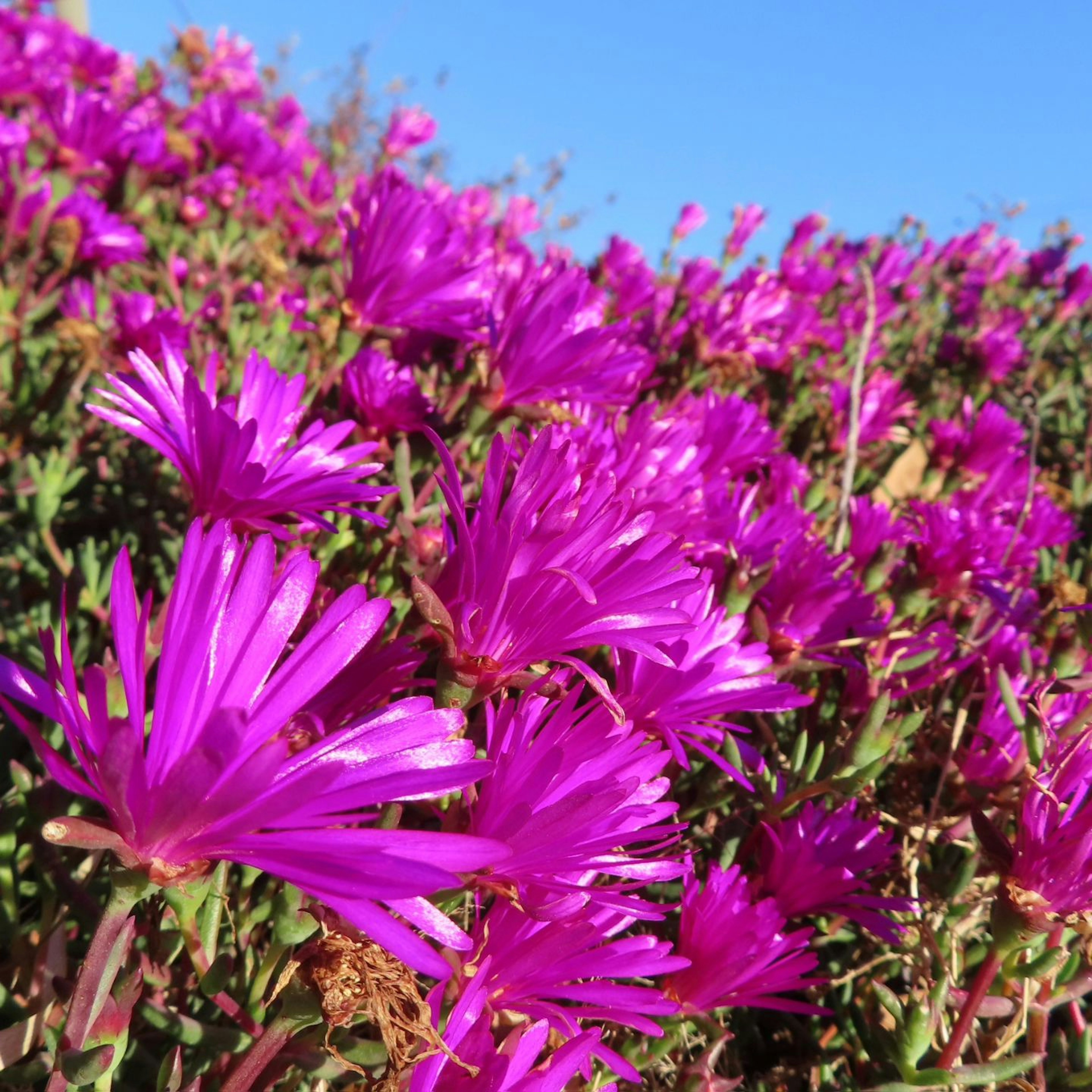 鮮やかなピンクの花が咲く植物の群生と青空