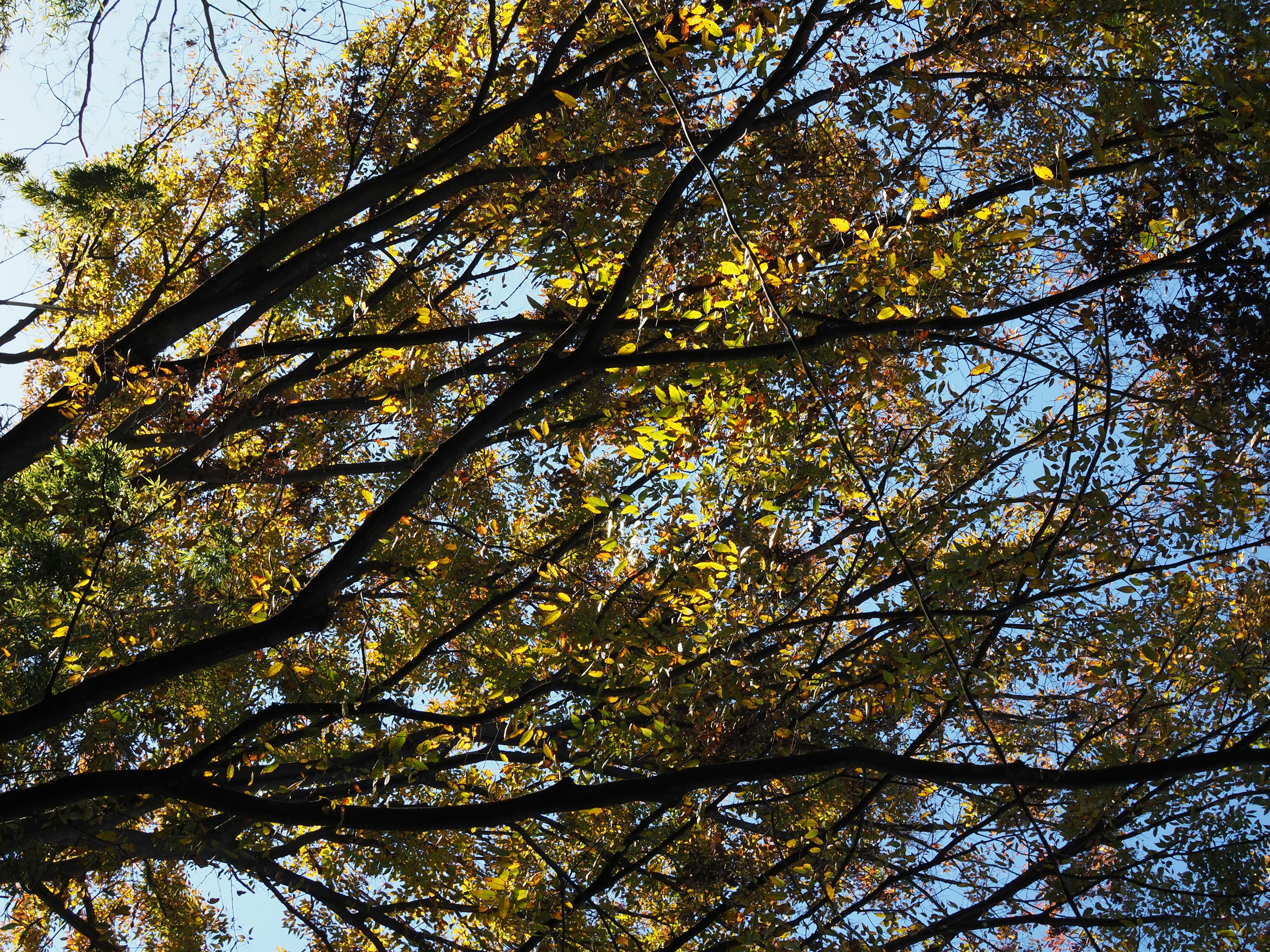 Äste eines Baumes mit grünen und gelben Blättern vor einem blauen Himmel