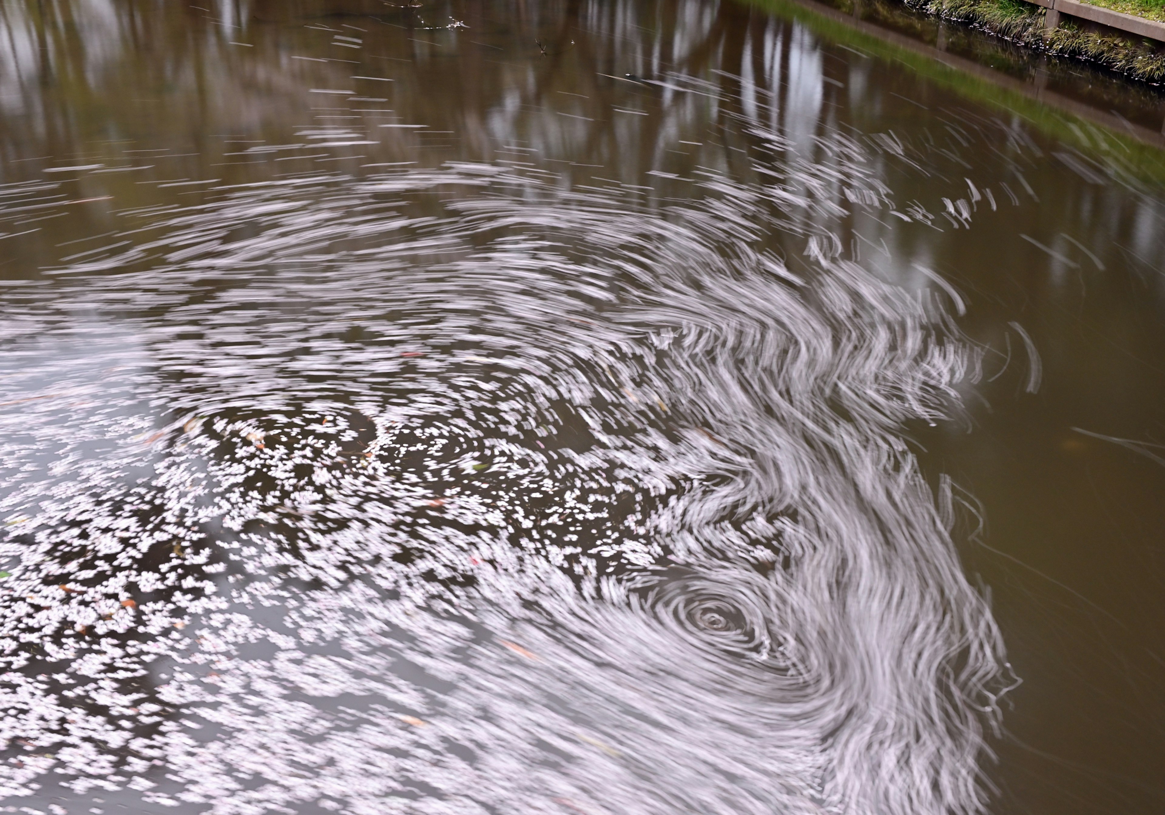 Swirling patterns on the water surface with floating white petals