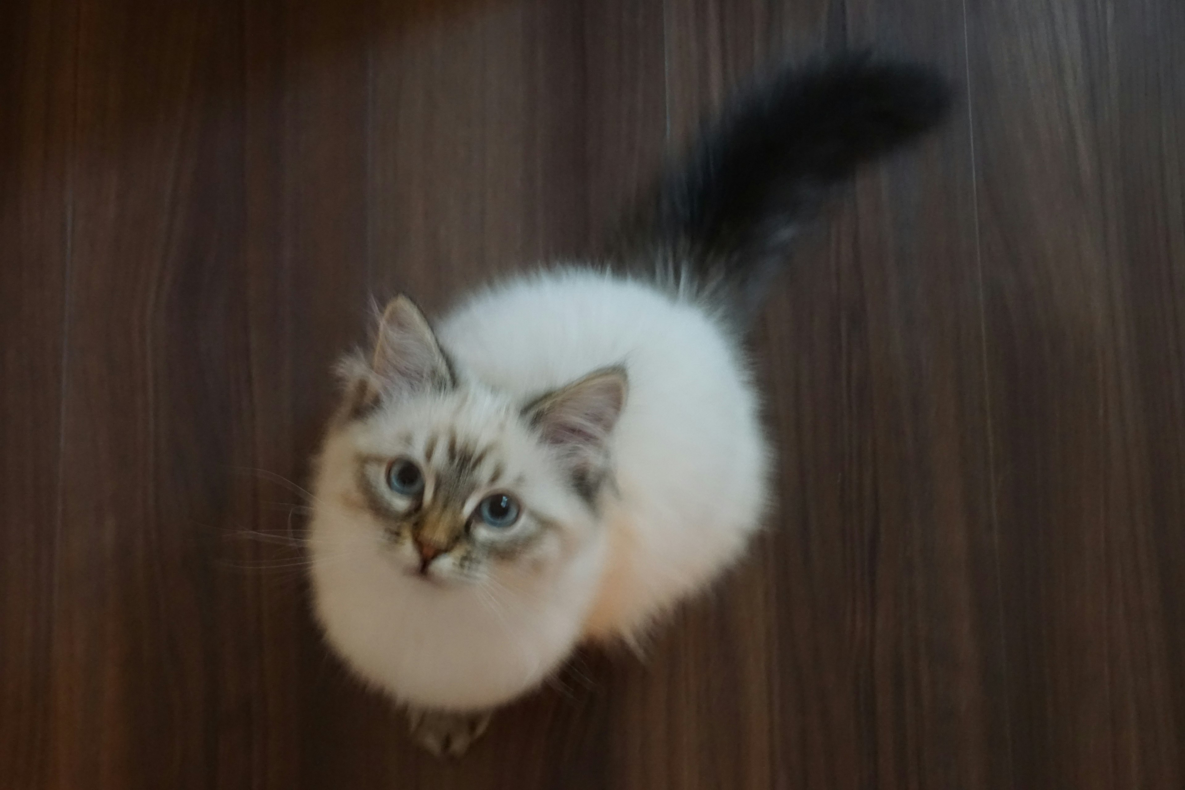 Fluffy white kitten looking up