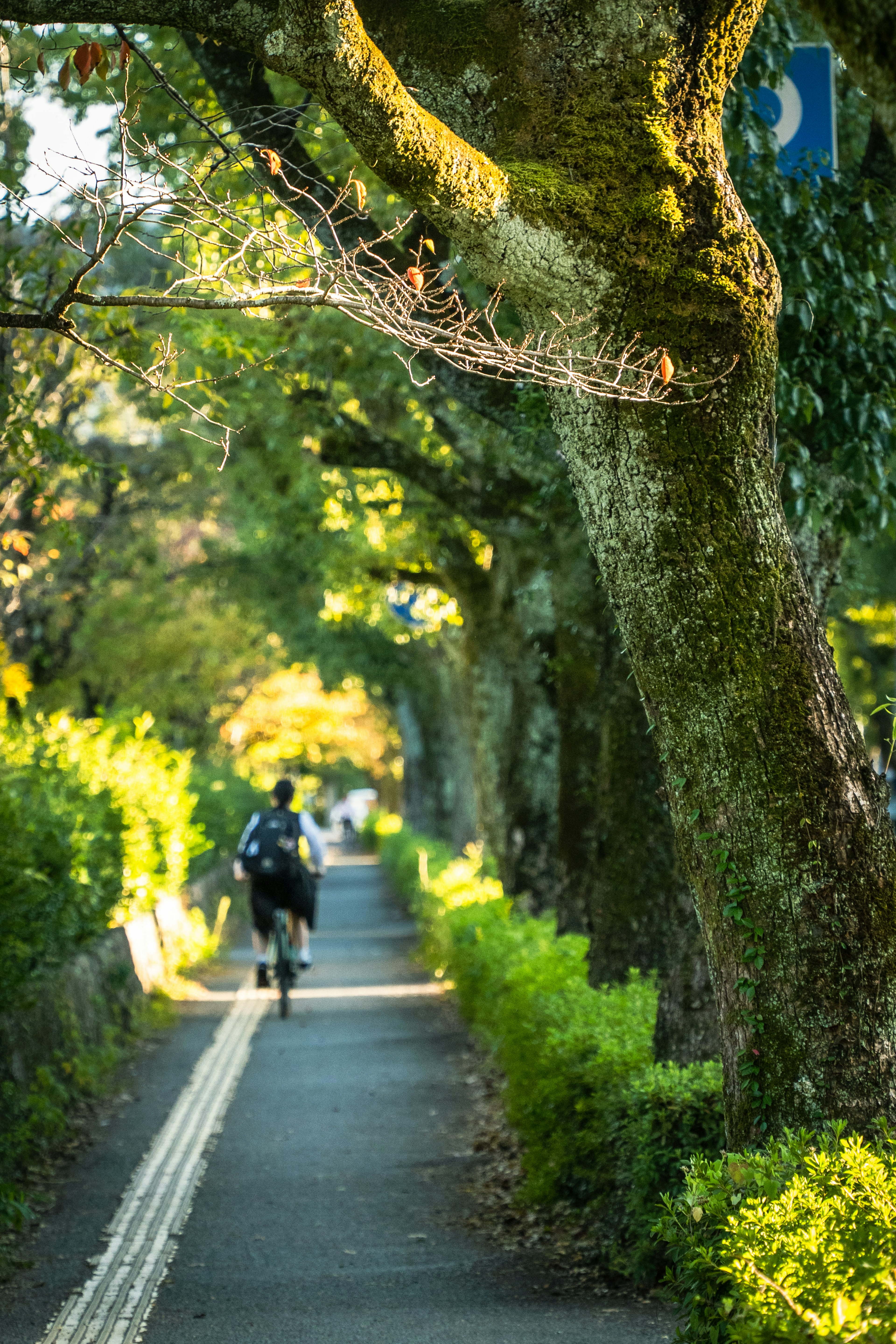 Lush pathway lined with large trees and a person walking