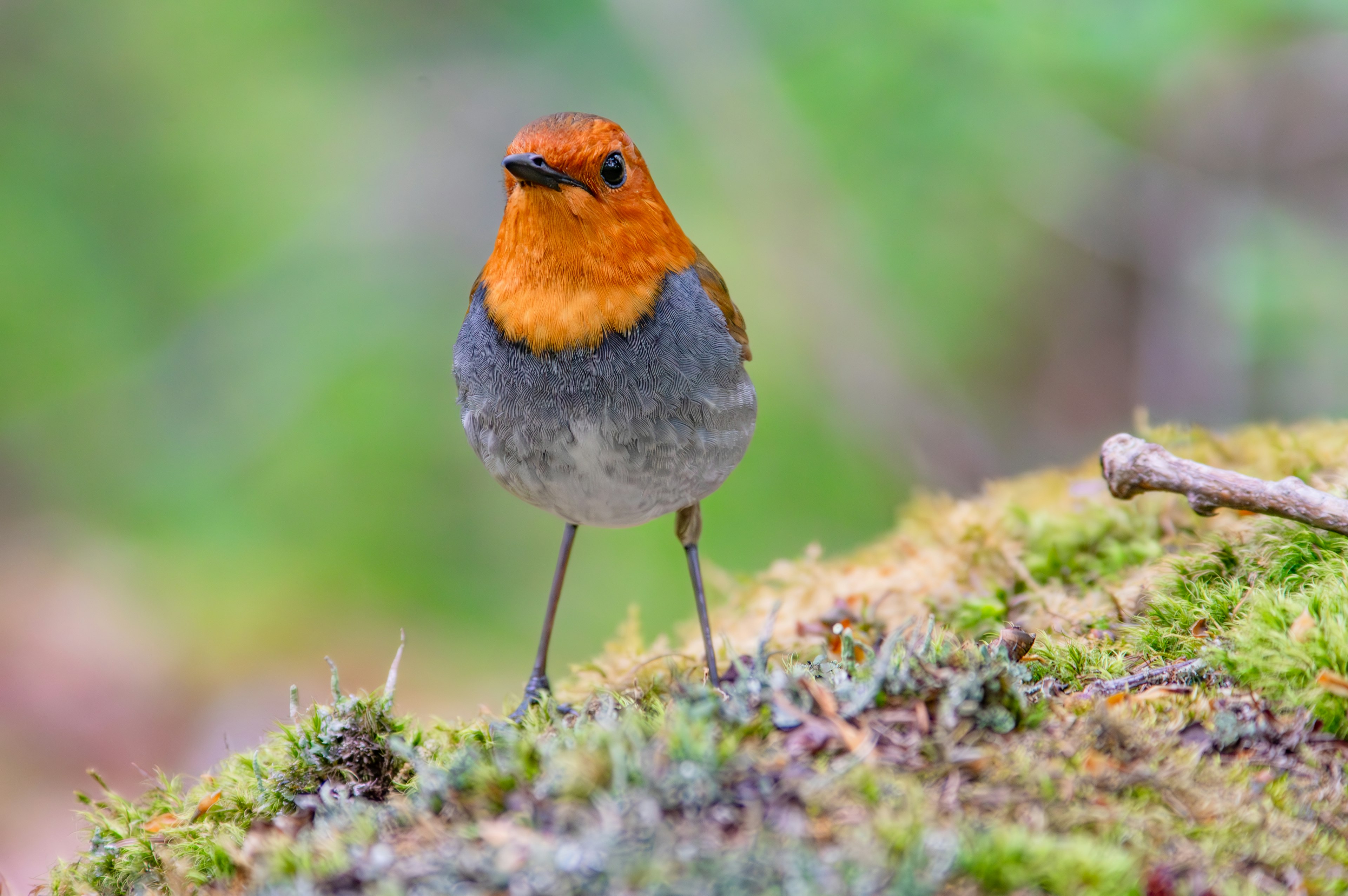 小さなオレンジ色の頭を持つ鳥が苔の上に立っている