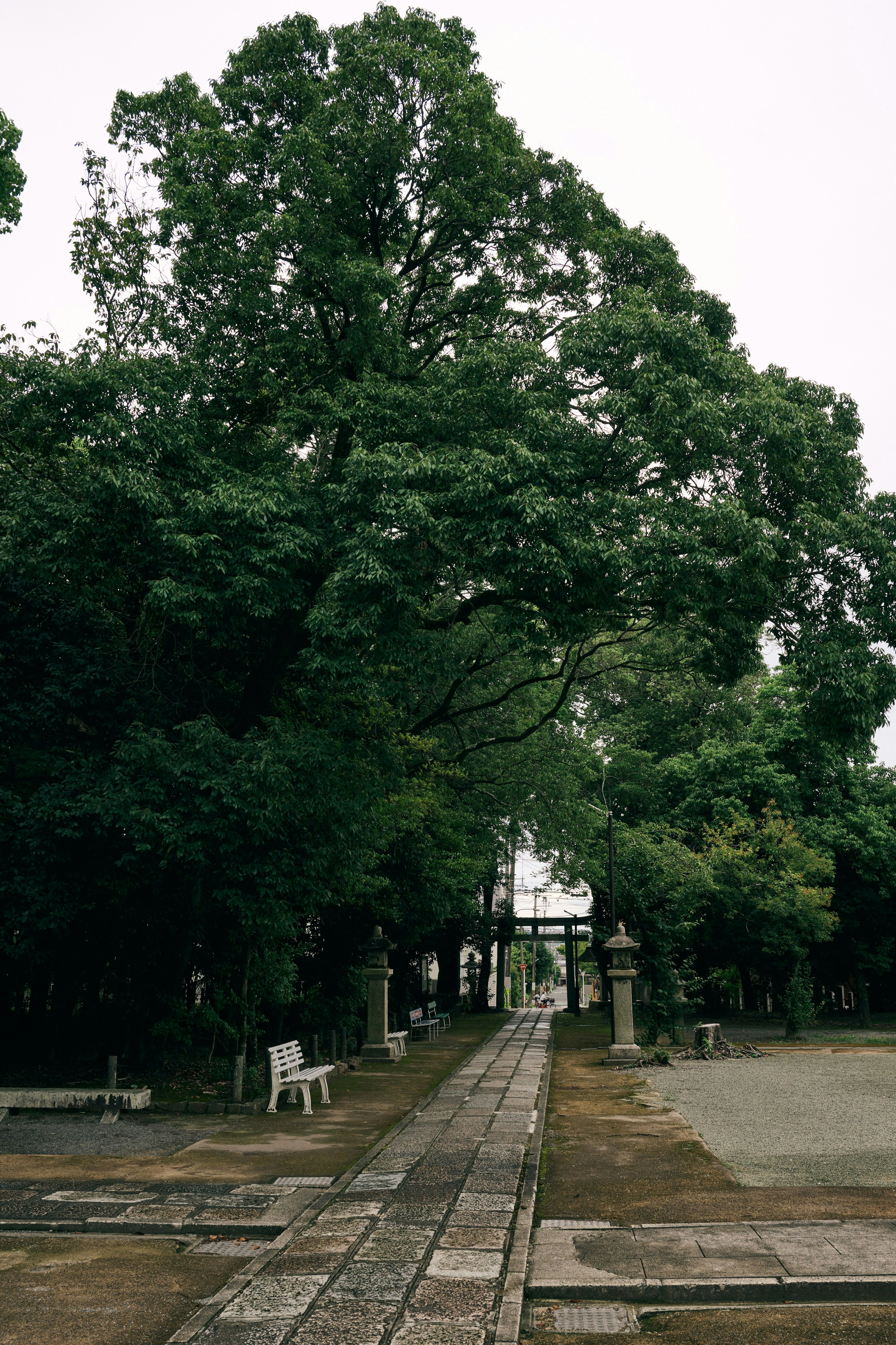 大きな木が生い茂る静かな公園の小道