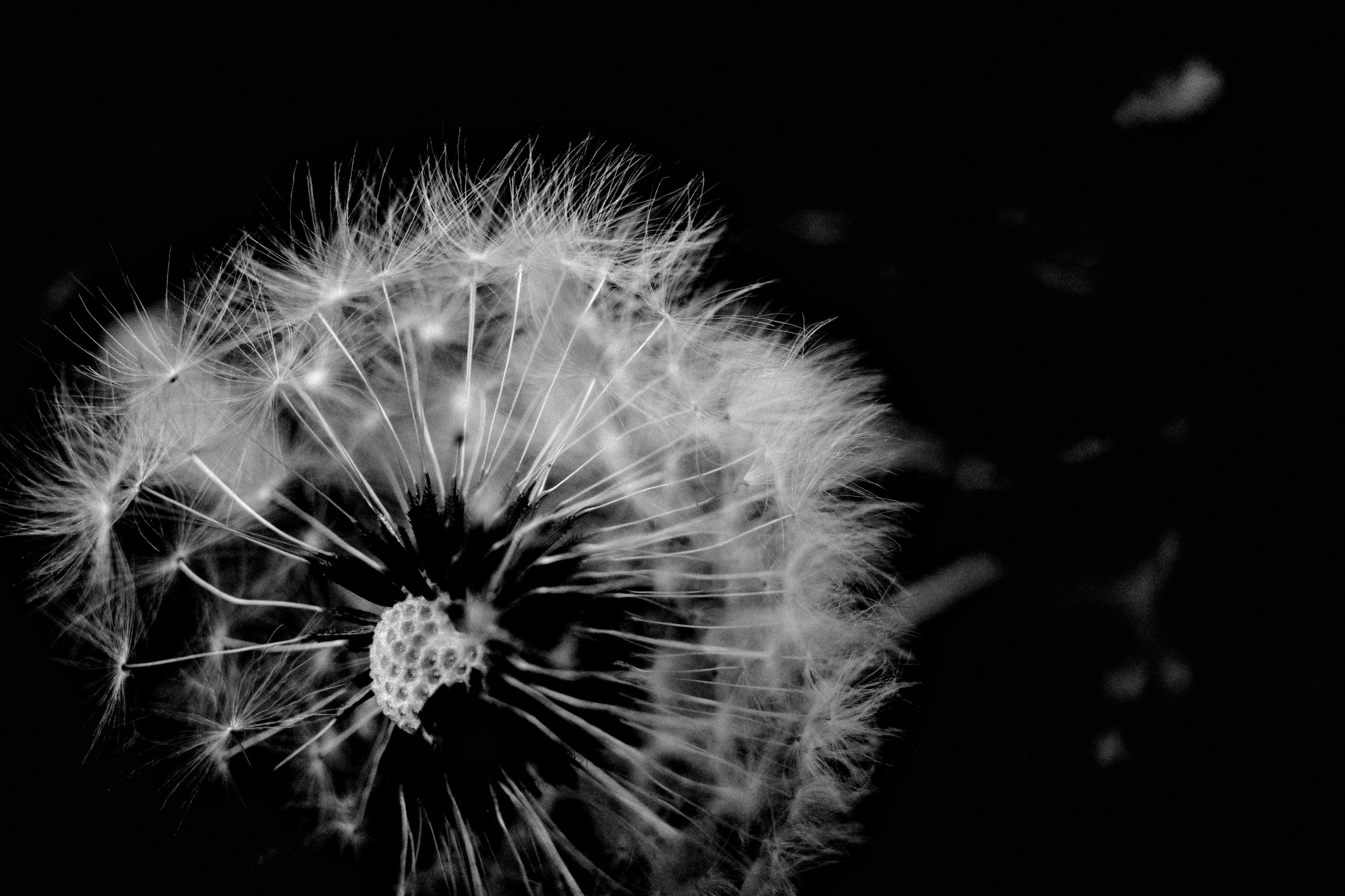 Primer plano de un diente de león en blanco y negro sobre fondo oscuro