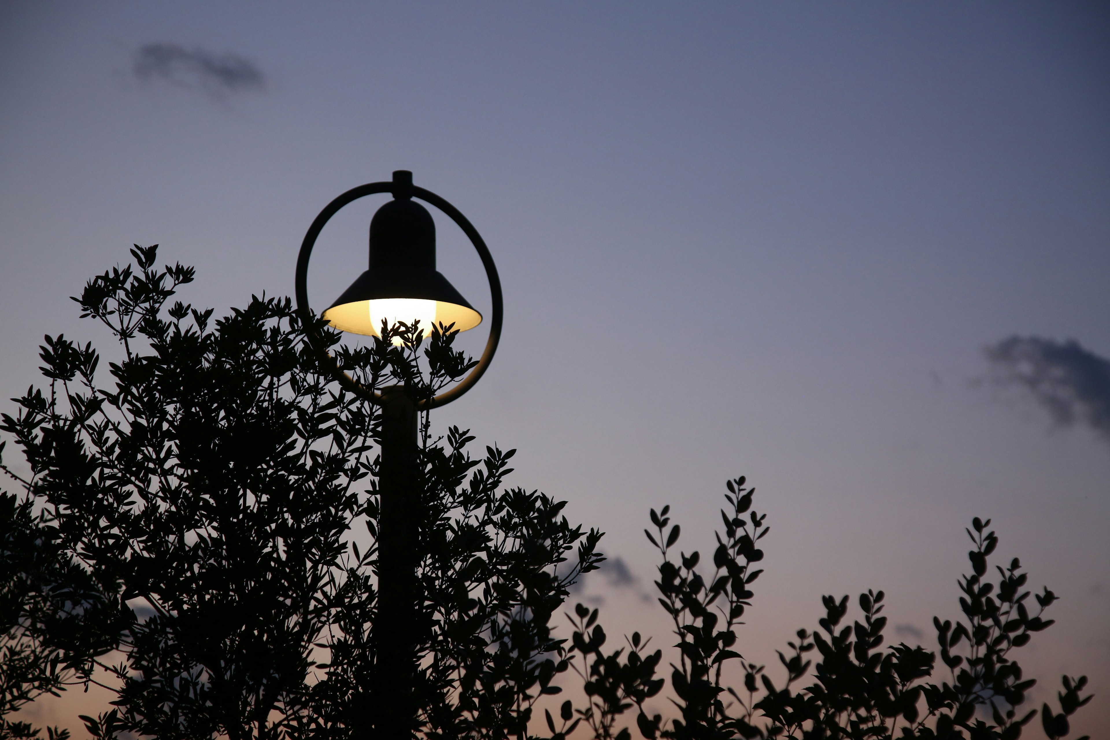 Street lamp glowing at dusk surrounded by trees