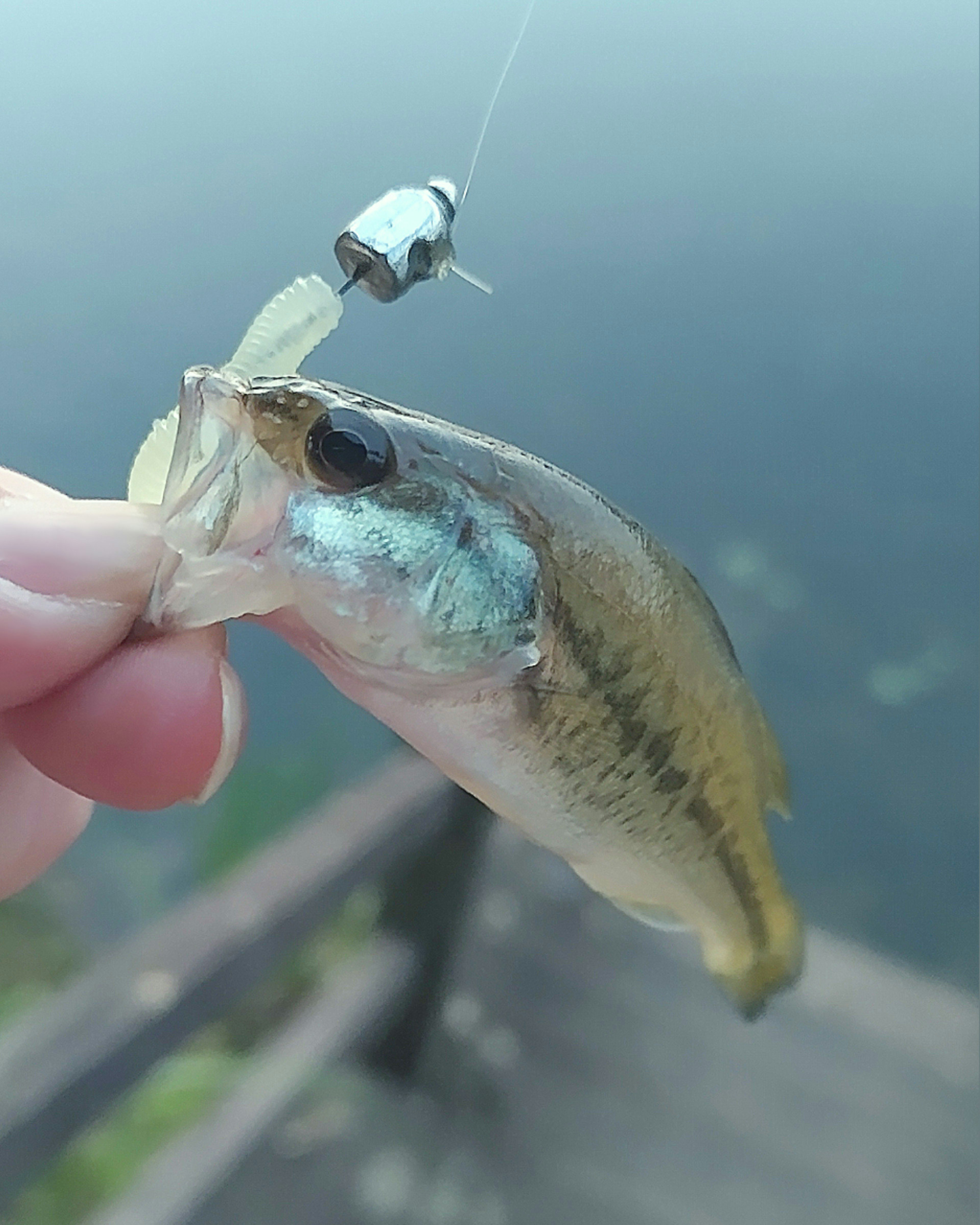 A small fish being held by a hand with a fishing hook visible