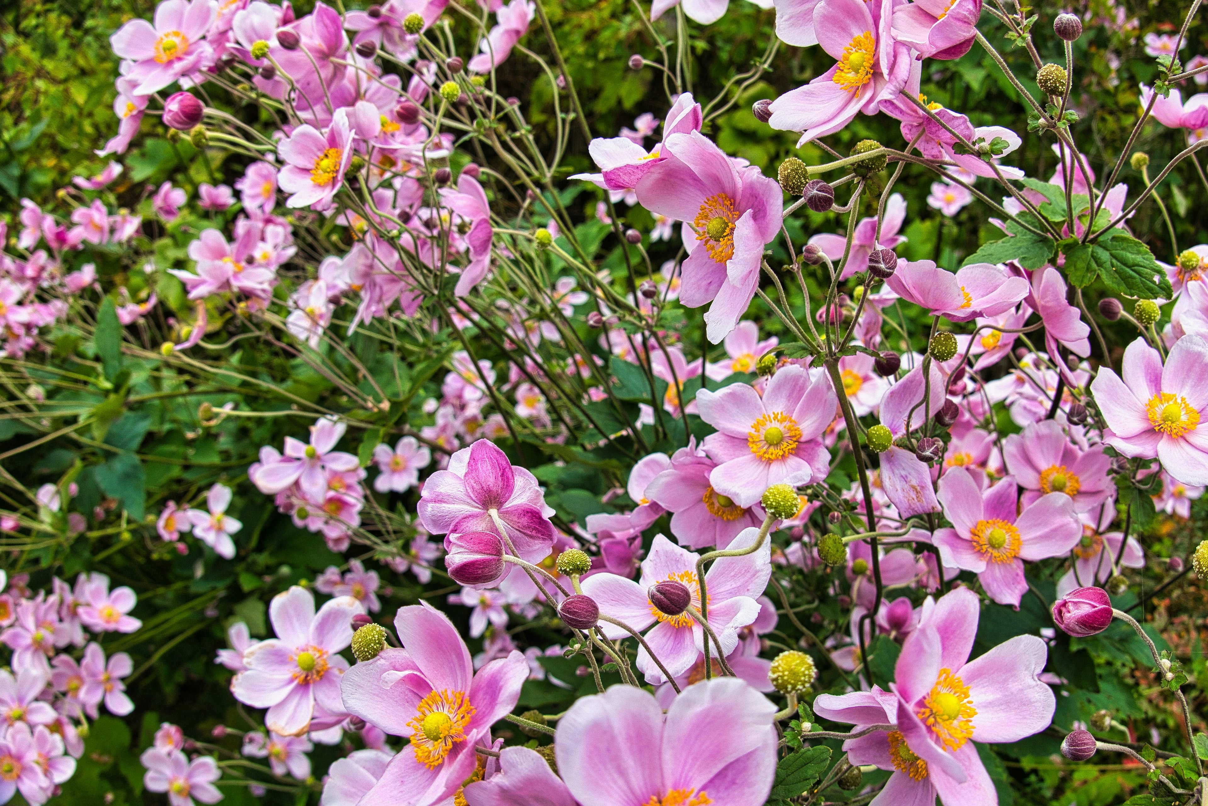 美しいピンクの花が咲く風景