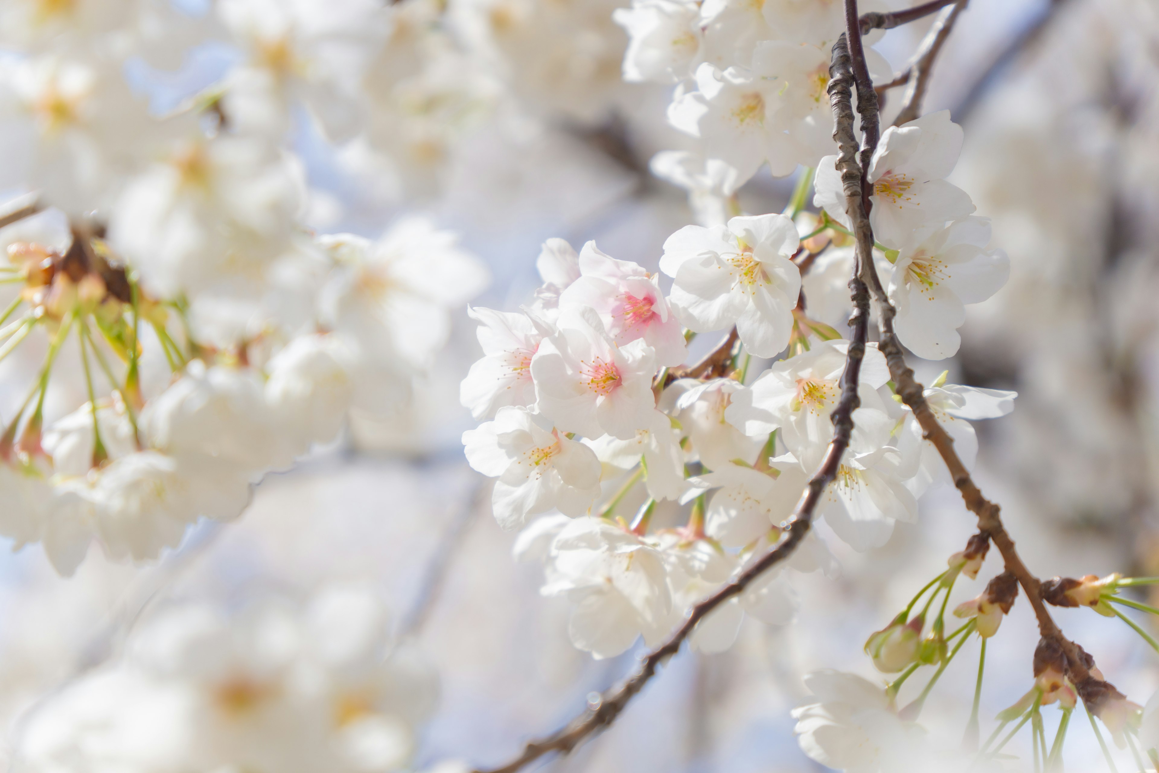 白い桜の花が咲いている枝の近接写真