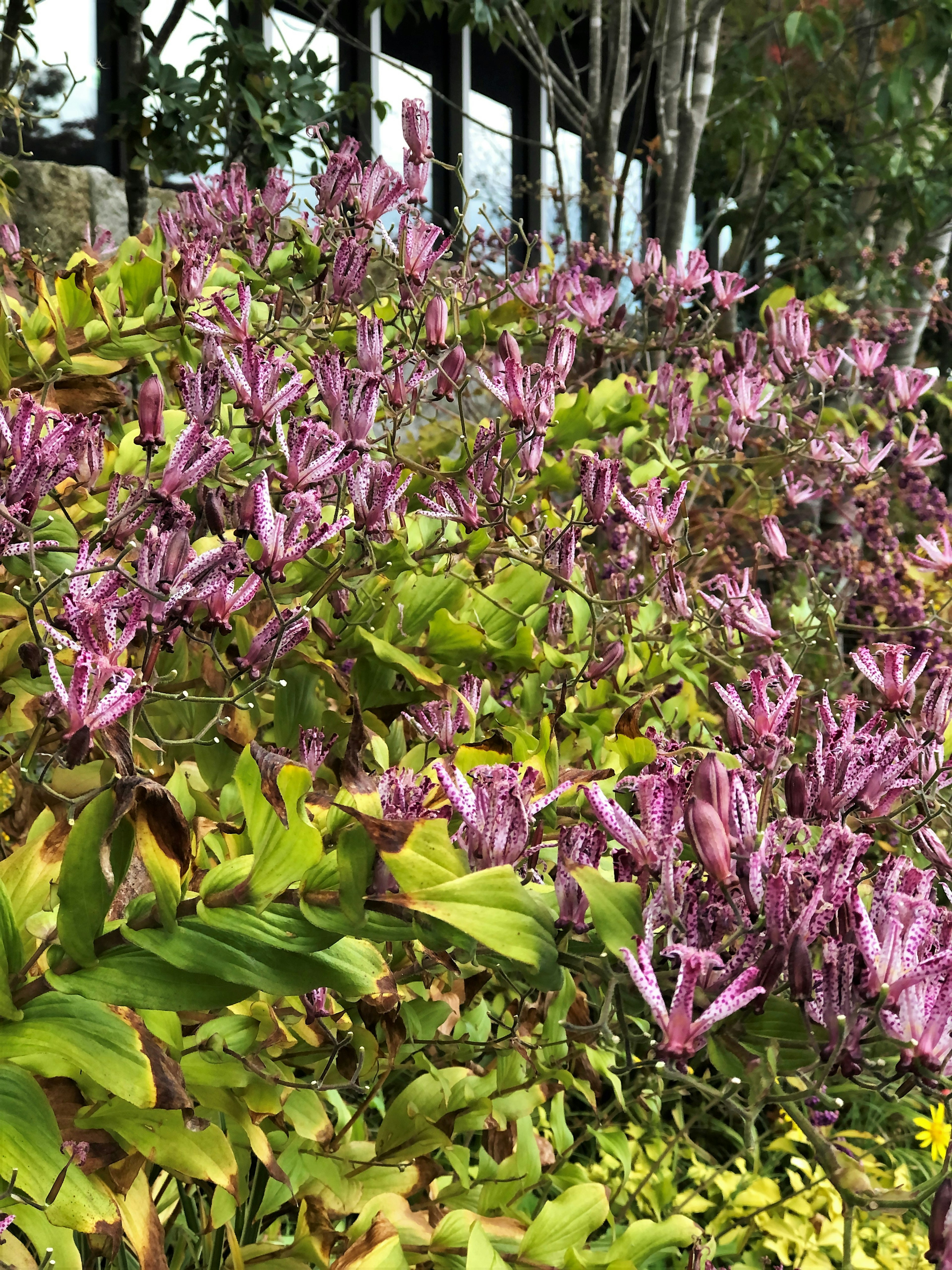 Plantas florecientes vibrantes en un entorno verde