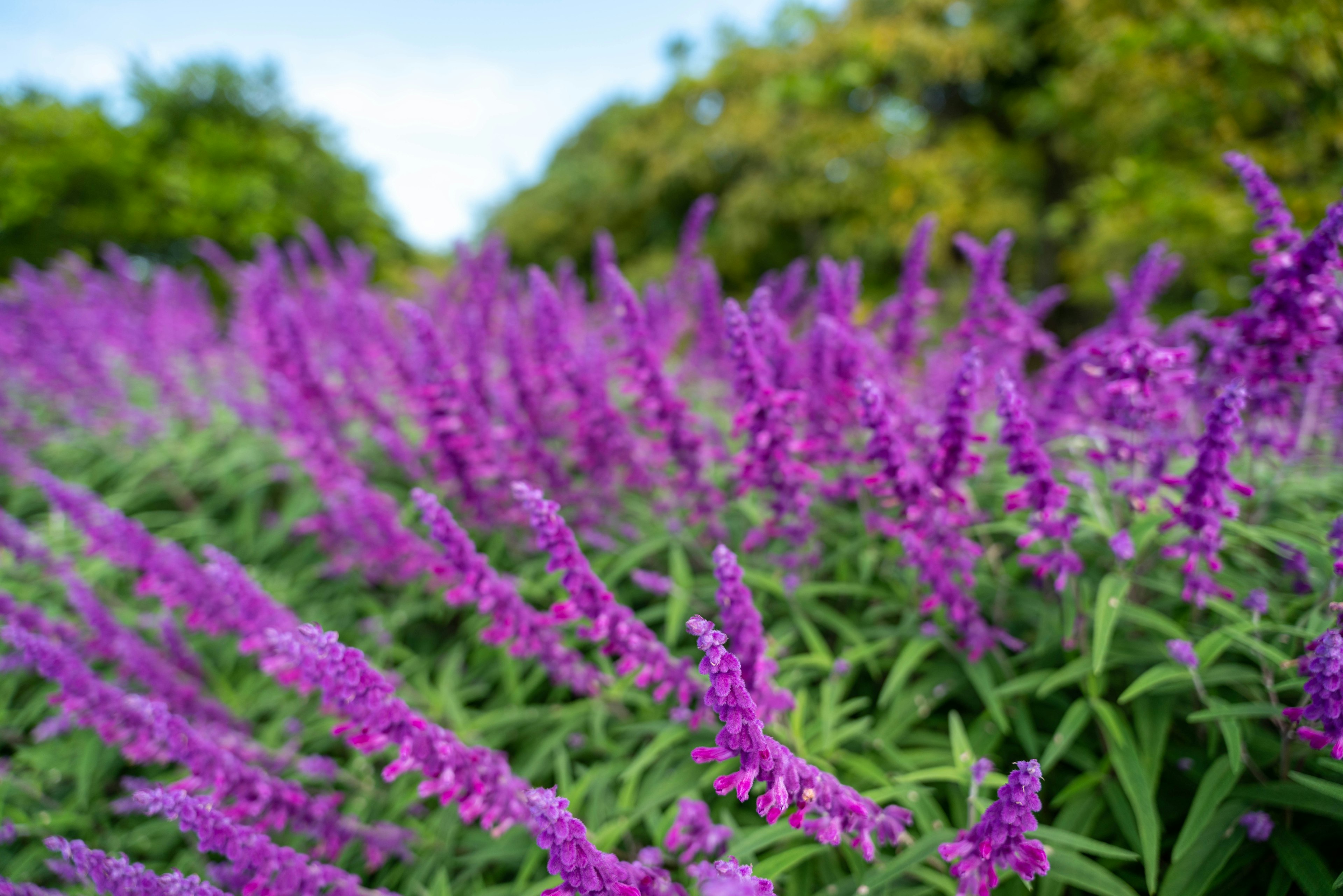 Un grupo de plantas con flores moradas bajo un cielo azul con follaje verde