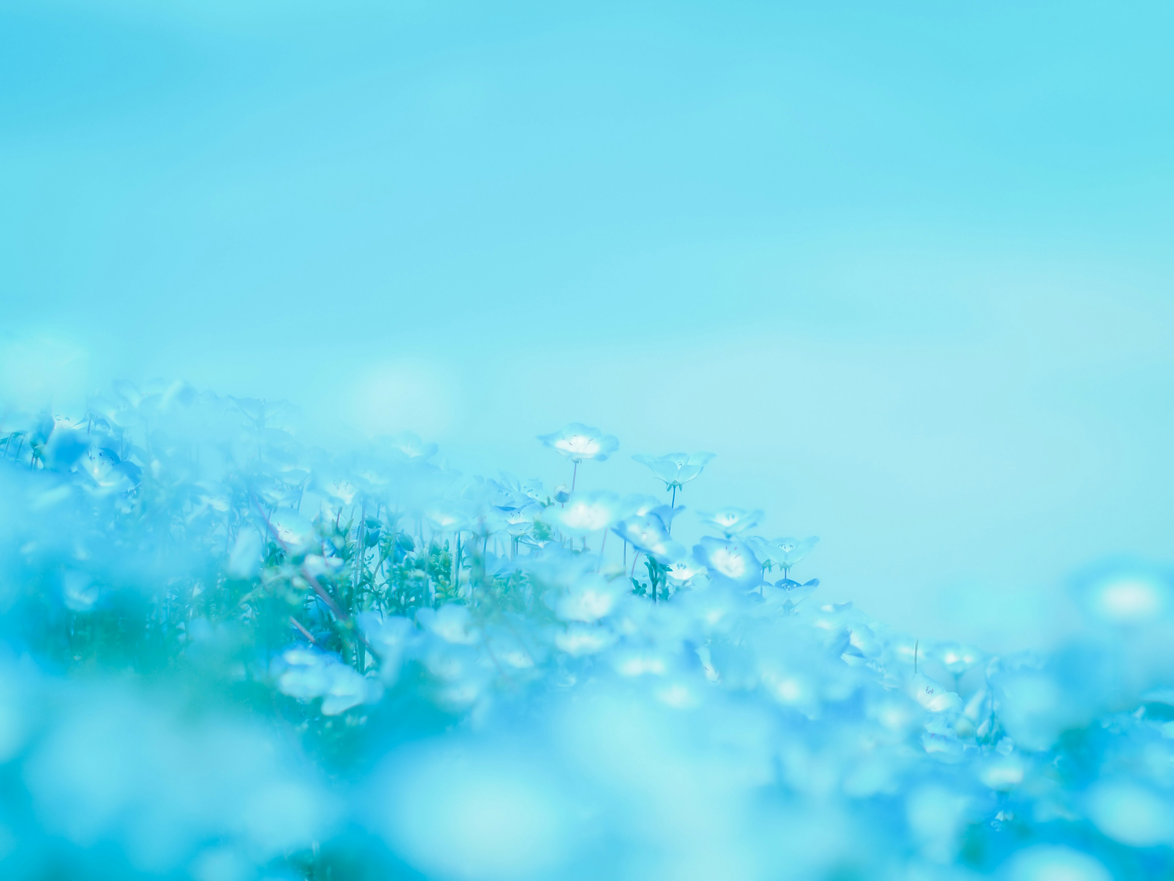 Paysage doux avec des fleurs bleues en fleurs