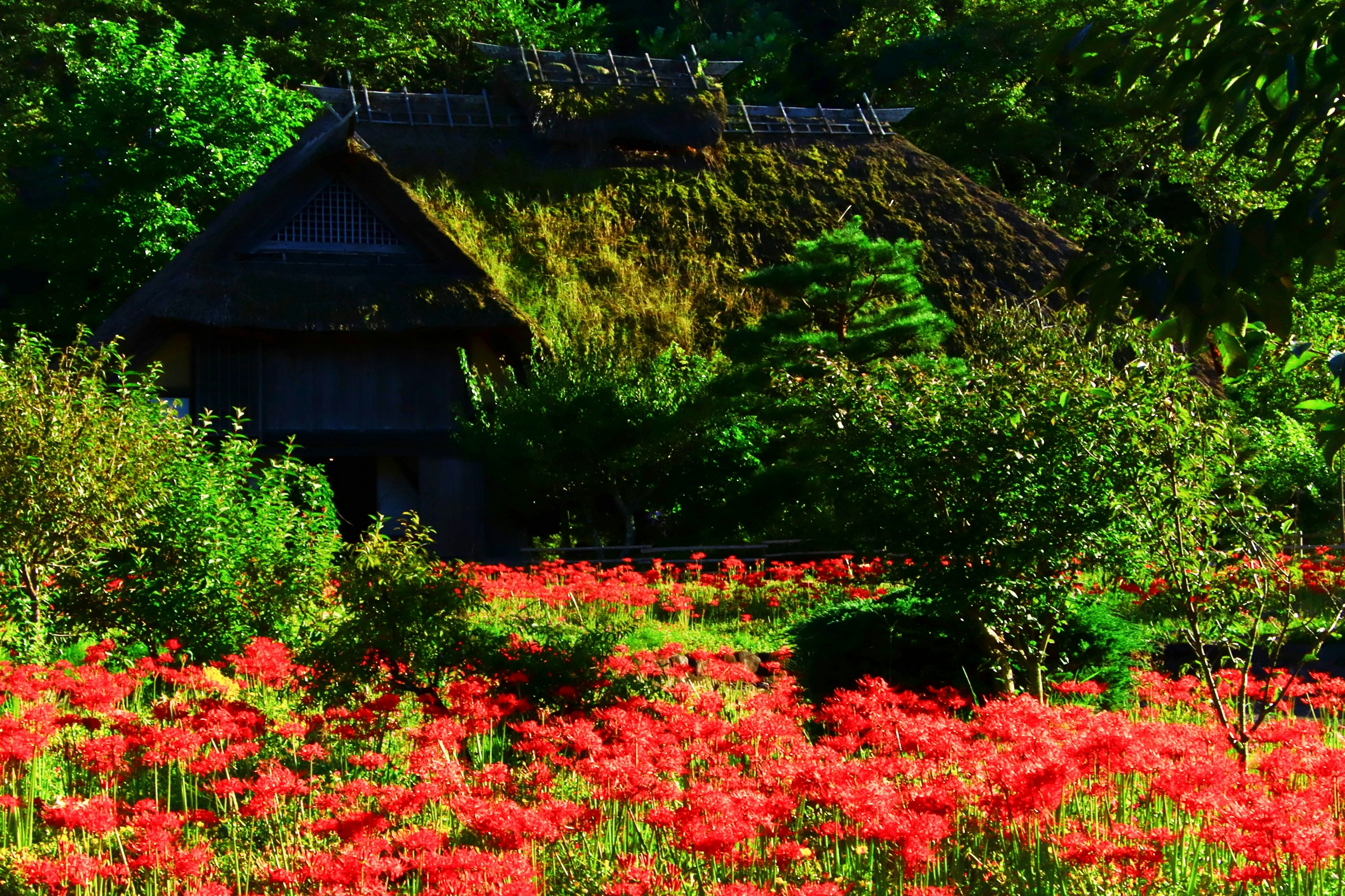 Vista panoramica di un giardino con fiori rossi e una vecchia casa