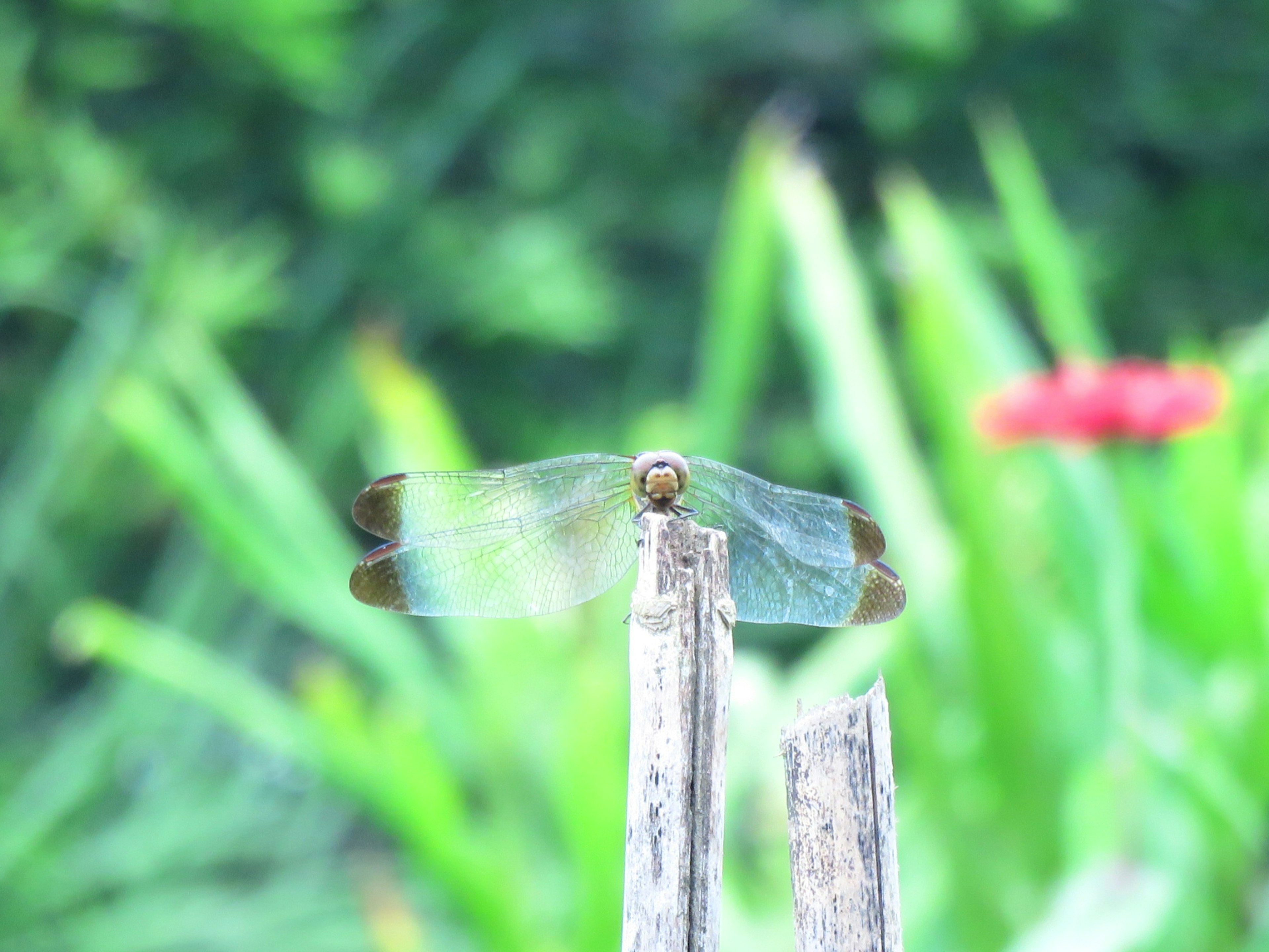 Transparent-winged dragonfly perched on a wooden stick with a blurred green background