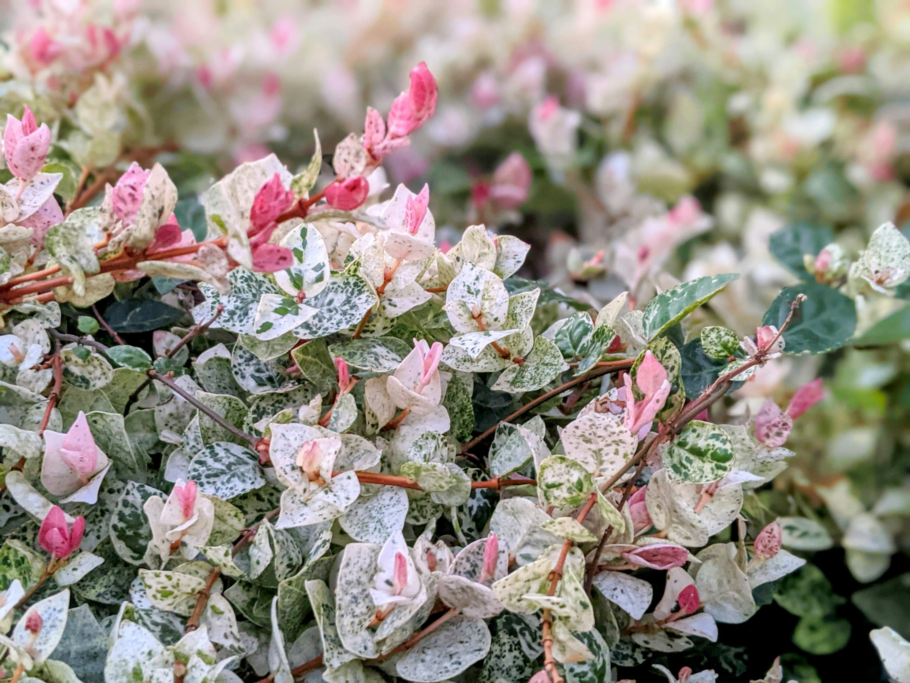 Kumpulan bougainvillea dengan daun berwarna-warni dan bunga merah muda