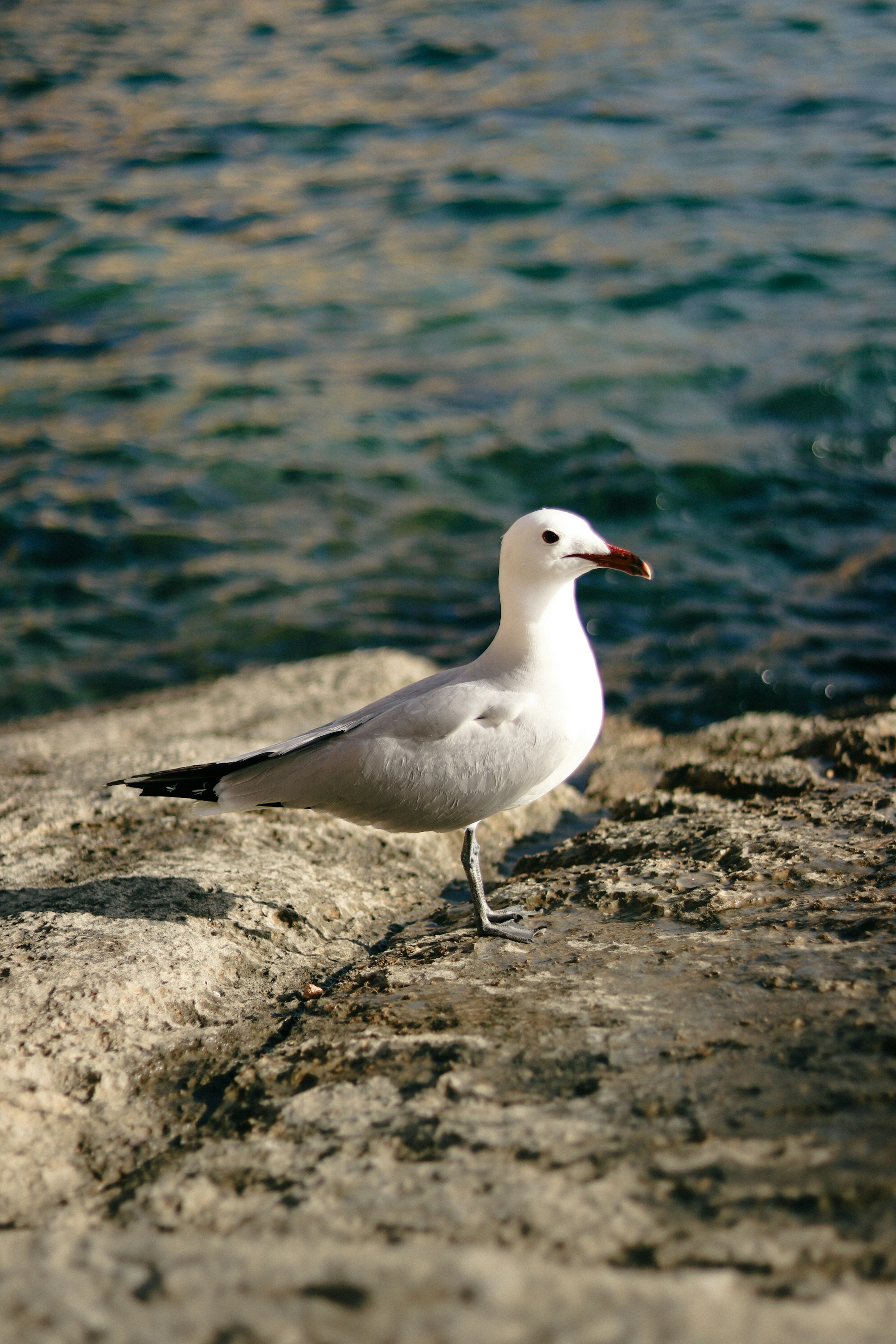 Möwe steht am Ufer mit weißen Federn und blauem Wasser