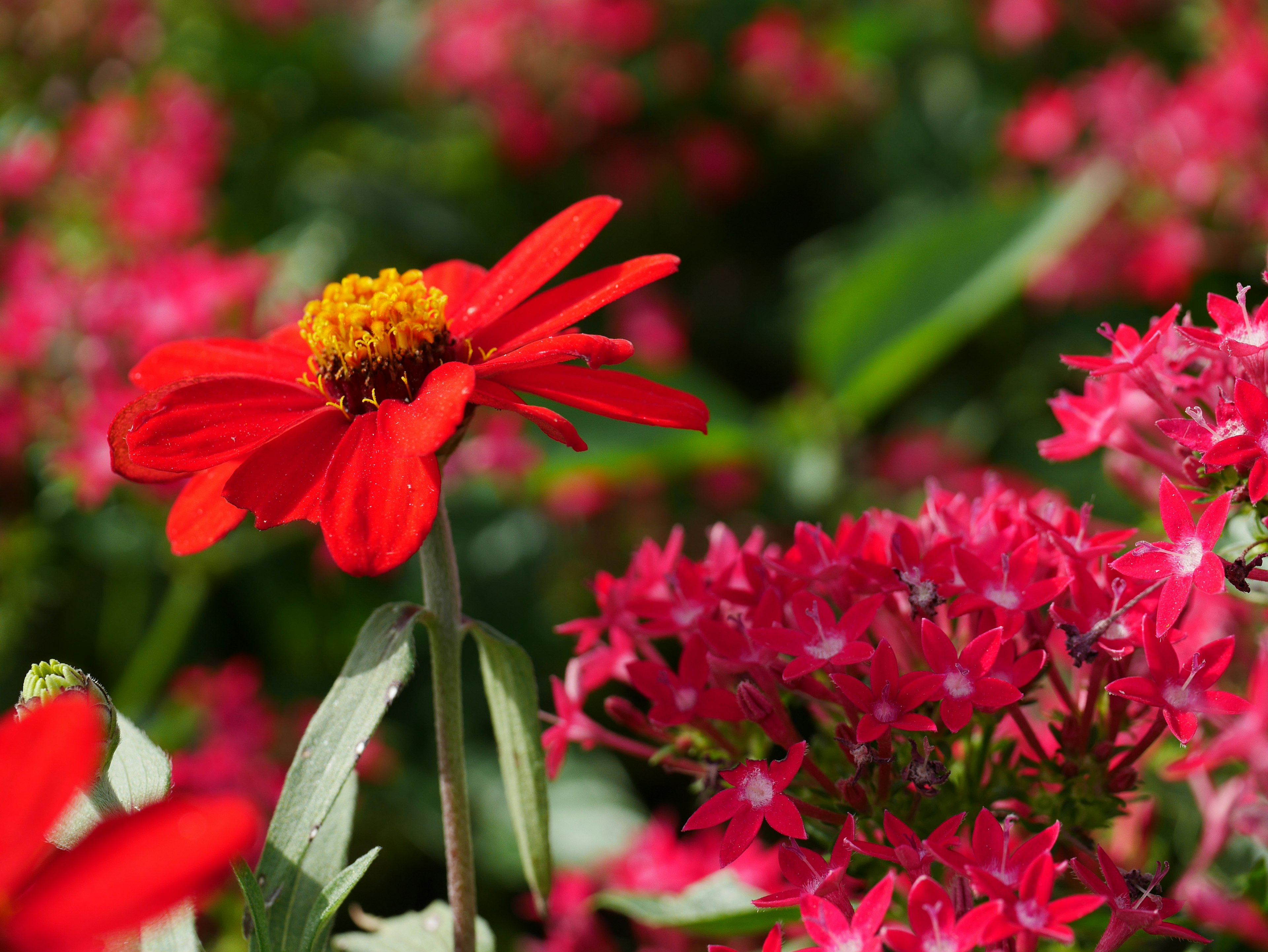 Flor roja vibrante entre flores rosas en un jardín