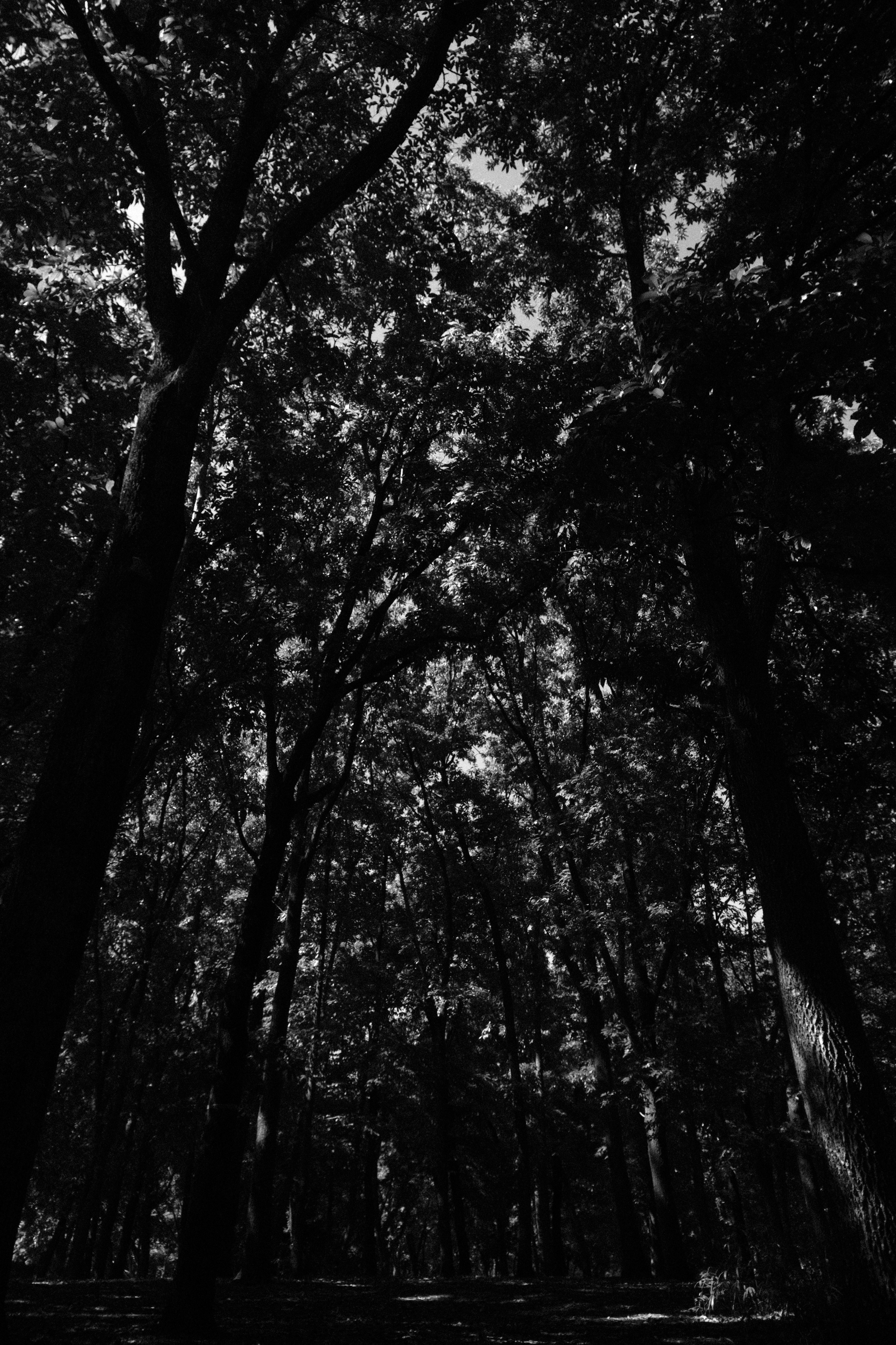 Silueta de árboles y hojas vistas desde abajo en un bosque oscuro