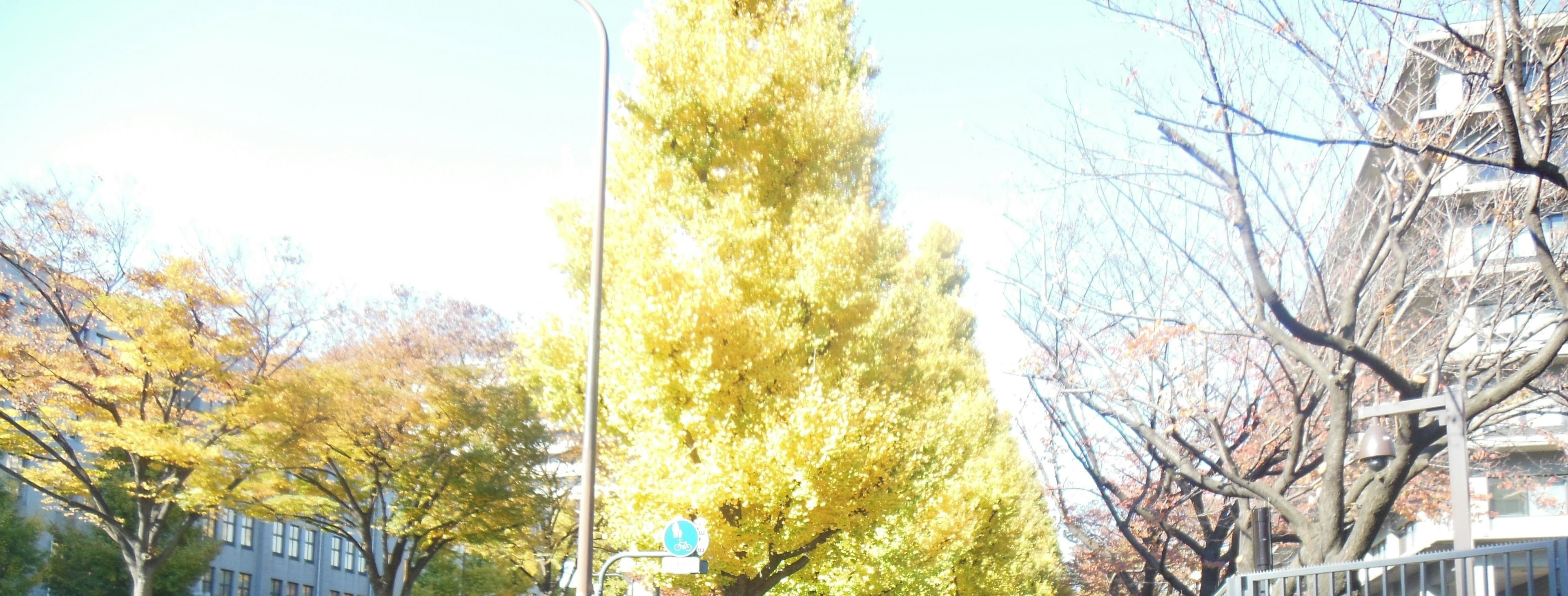 Vue de rue avec des arbres jaunes vibrants et un ciel clair