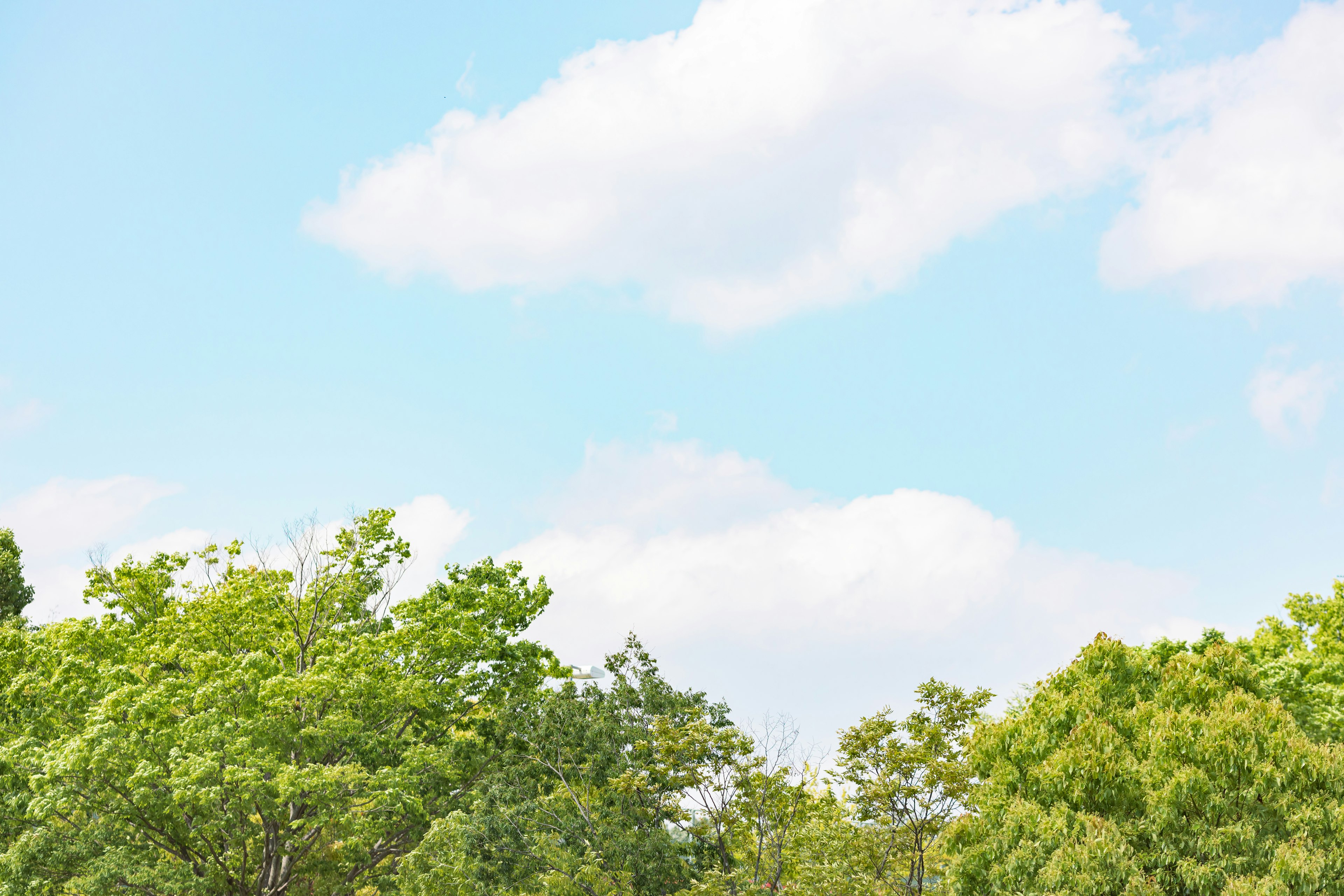 Üppige grüne Bäume unter einem blauen Himmel mit weißen Wolken