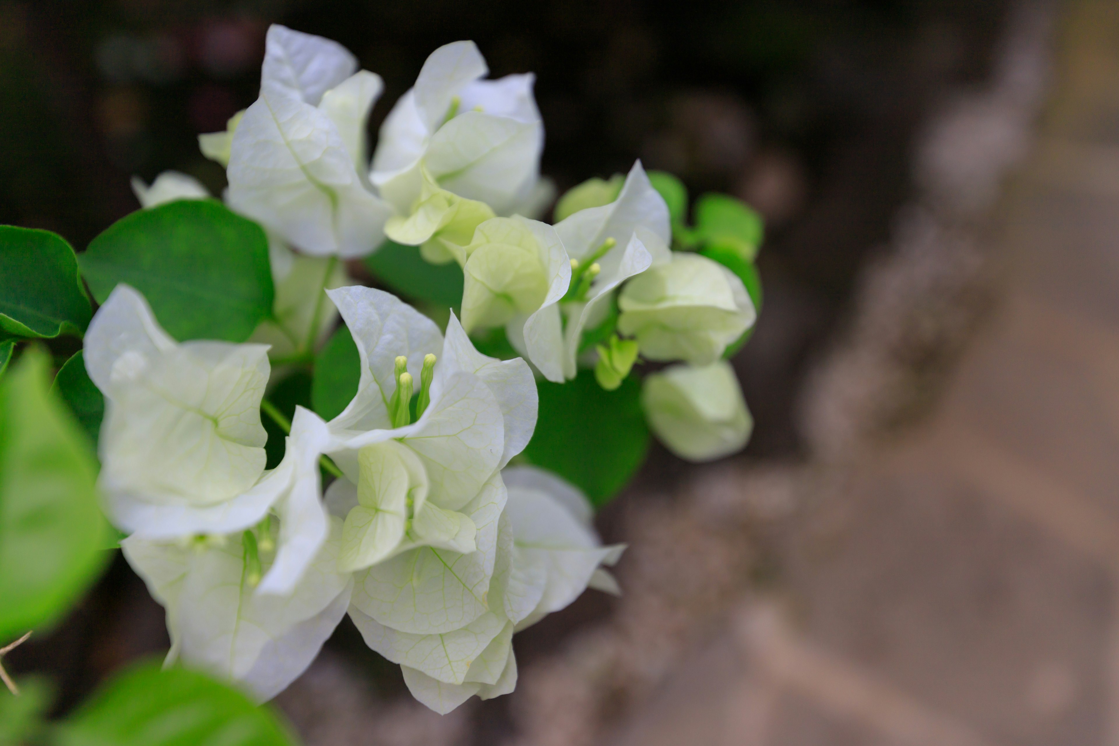 White bougainvillea flowers with green leaves