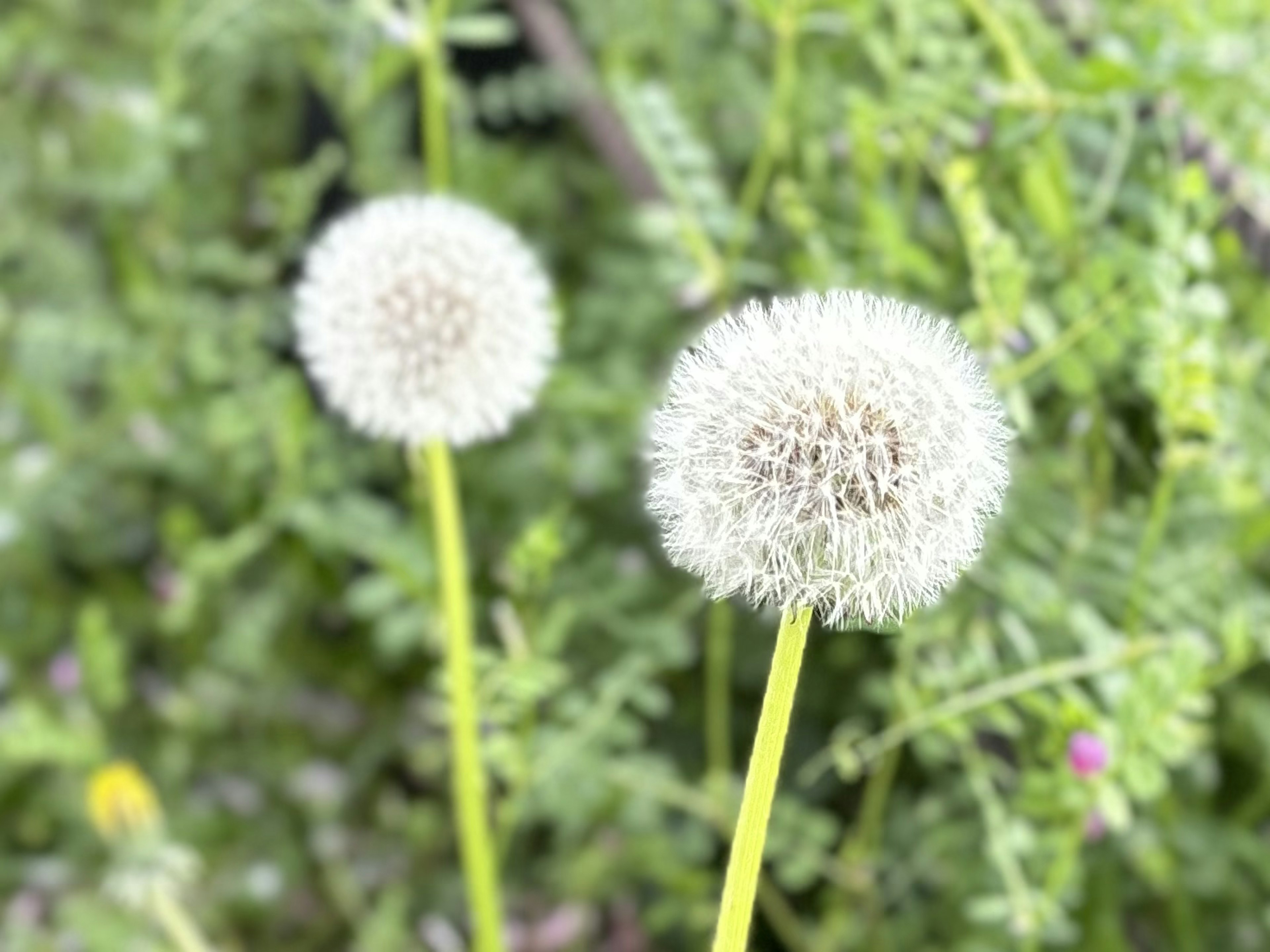 Deux boule de pissenlit blanches sur un fond vert