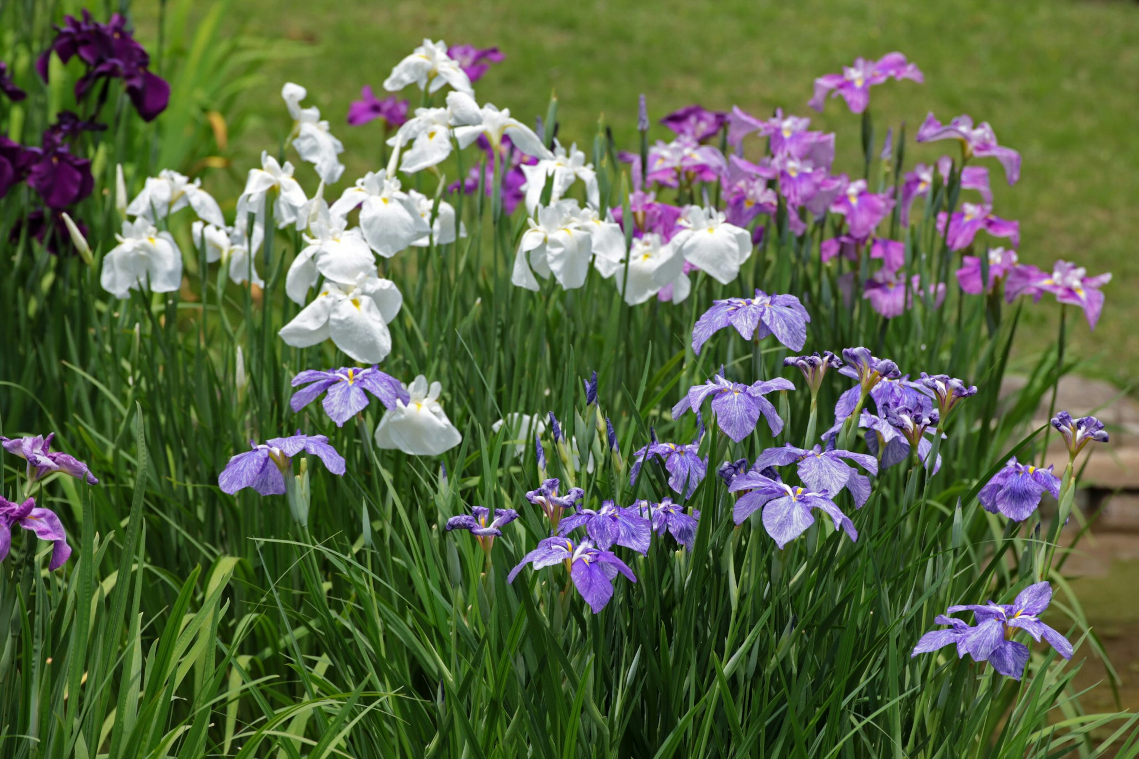 Gruppe von weißen und lila Irisblumen in einem Garten