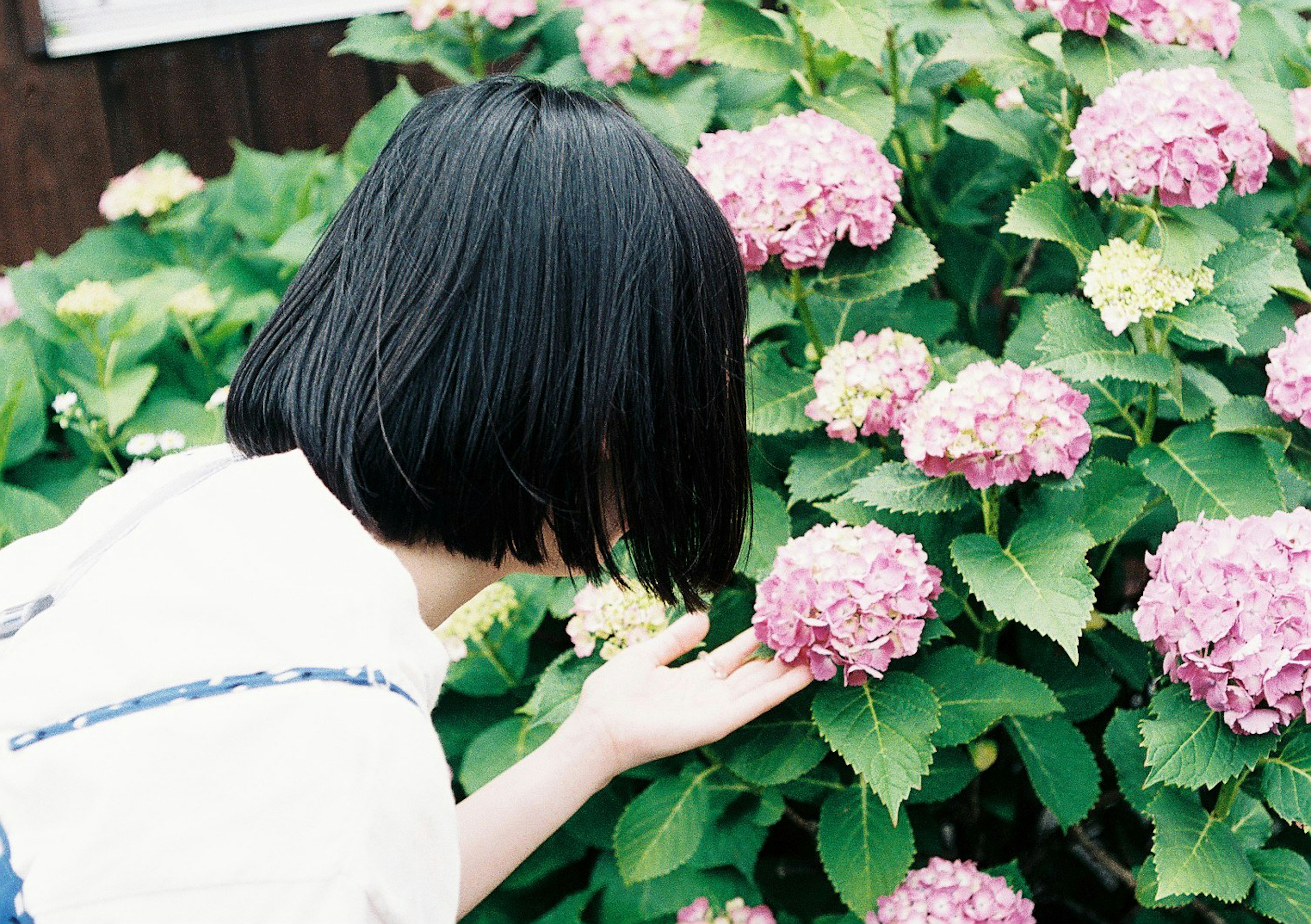 A girl is leaning towards hydrangea flowers