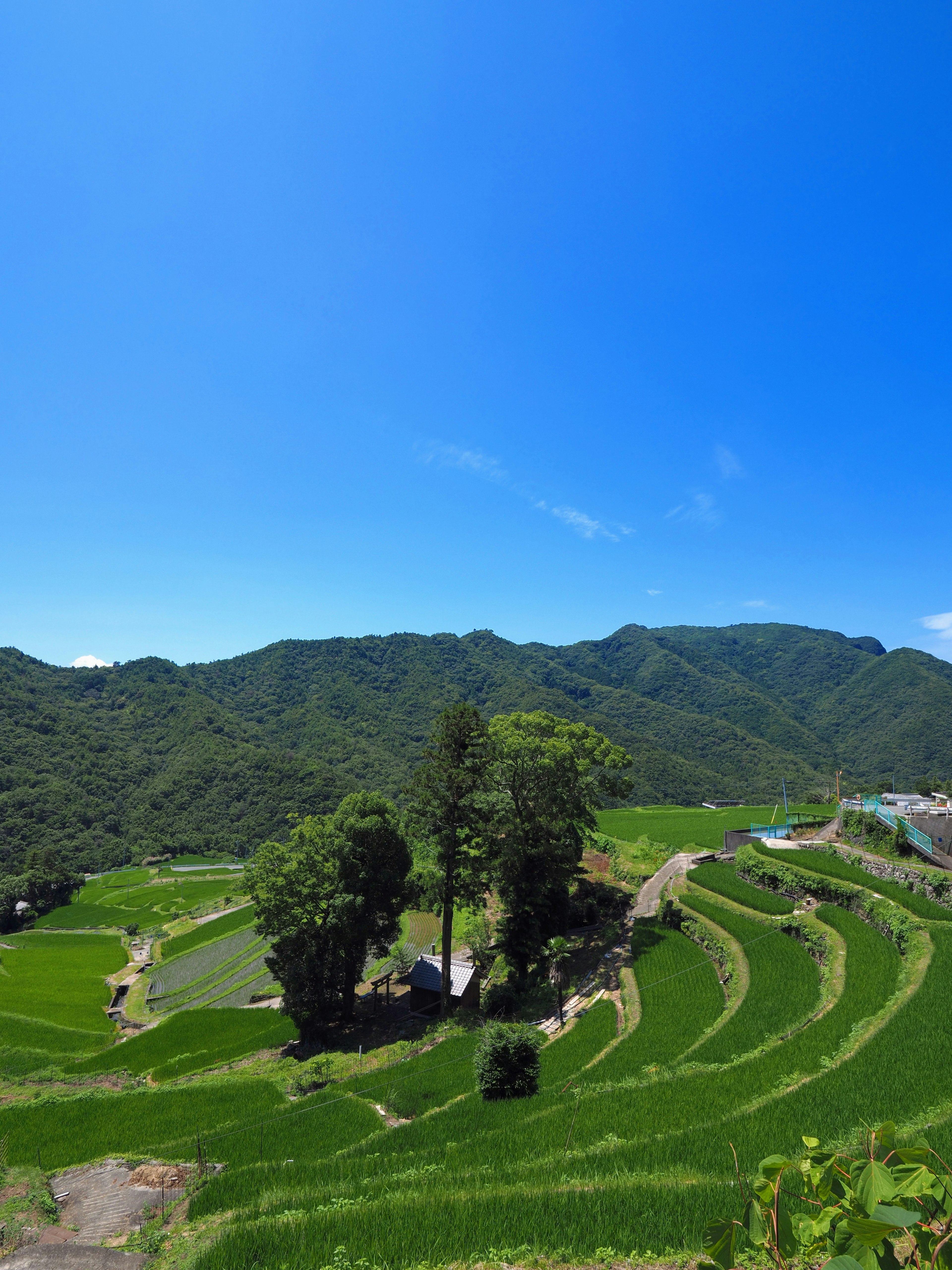 Lush green terraced rice fields under a clear blue sky