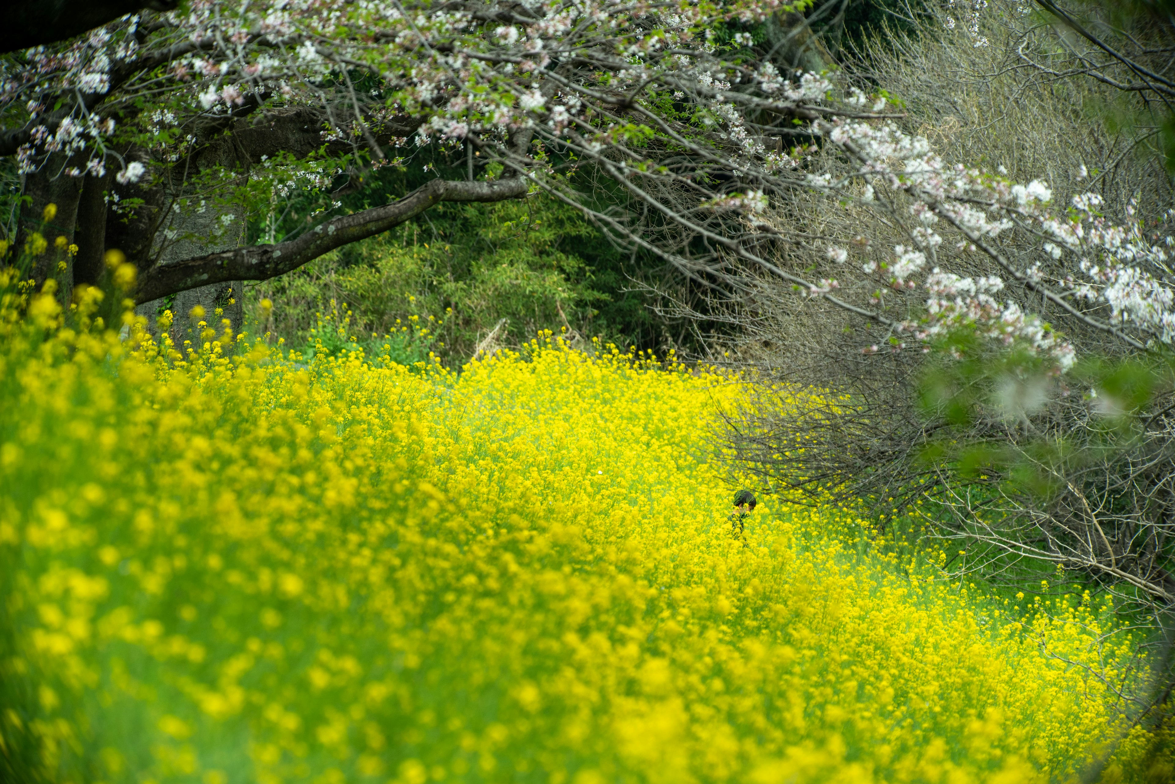 ดอกไม้สีเหลืองสดใสกับดอกไม้สีขาวในภูมิทัศน์เขียวขจี