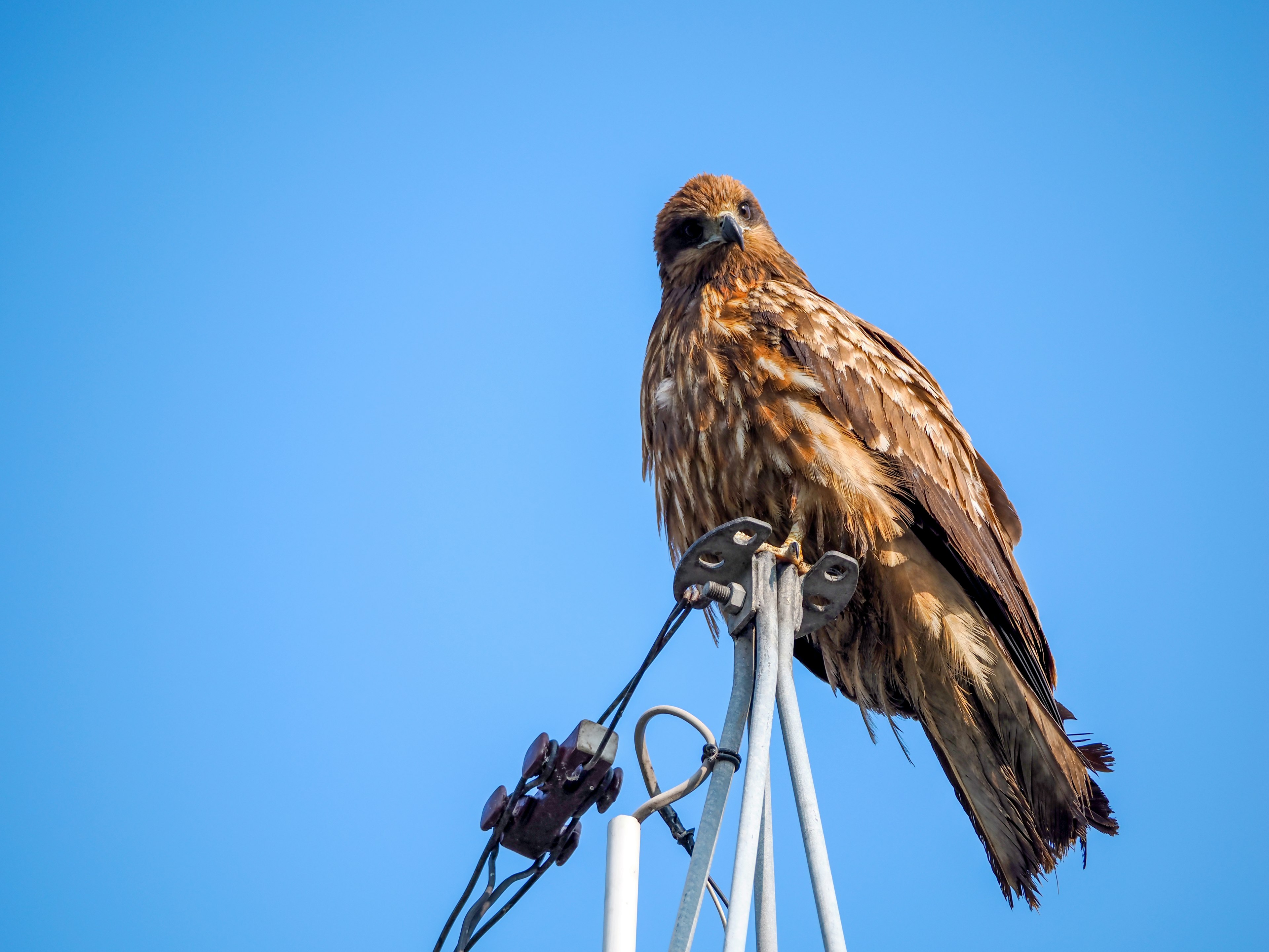 Brauner Falke sitzt auf einem Pfosten vor blauem Himmel