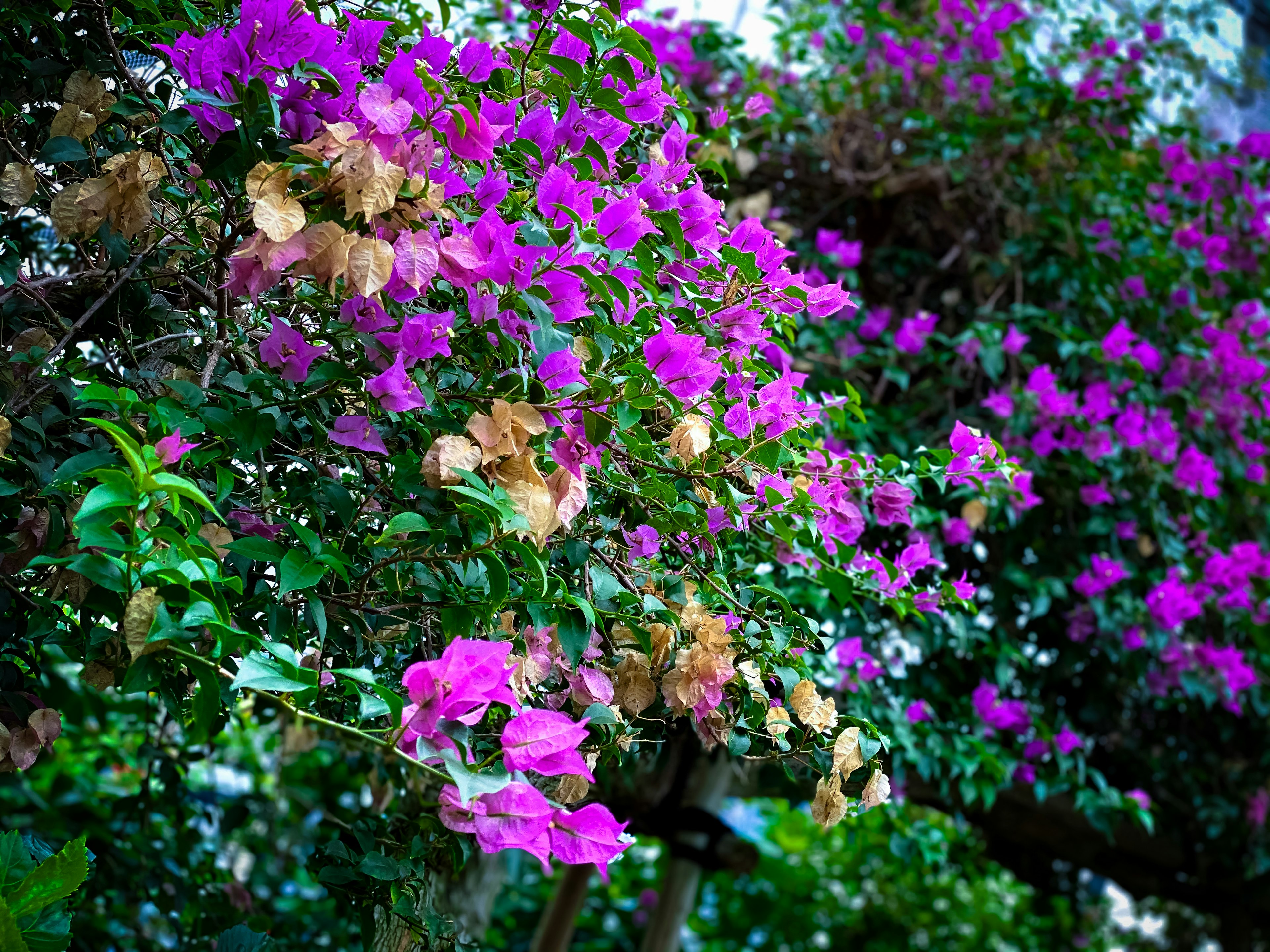 Lebendige Bougainvillea-Blüten in Lila mit einigen verwelkten braunen Blütenblättern