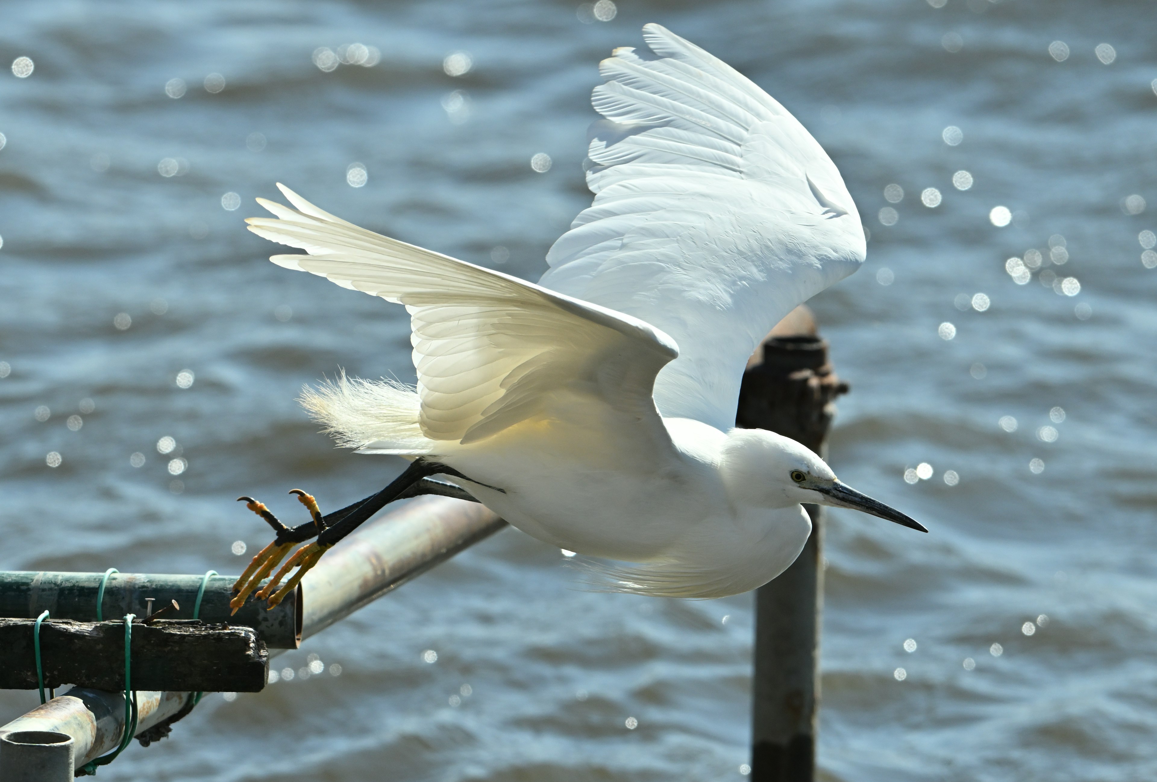 Un uccello bianco che prende il volo sopra l'acqua con riflessi luccicanti