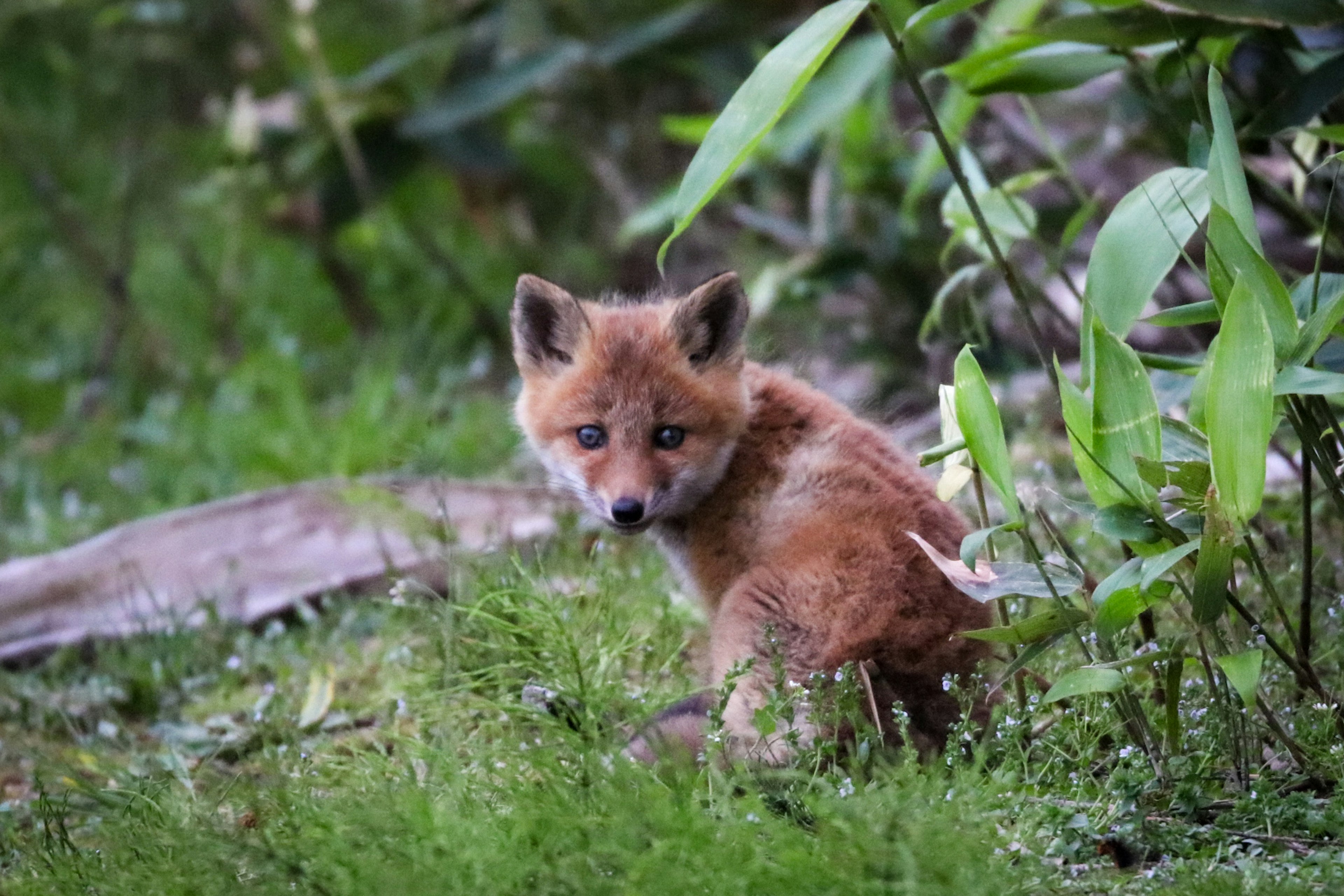 Un pequeño zorro rojo sentado en la hierba