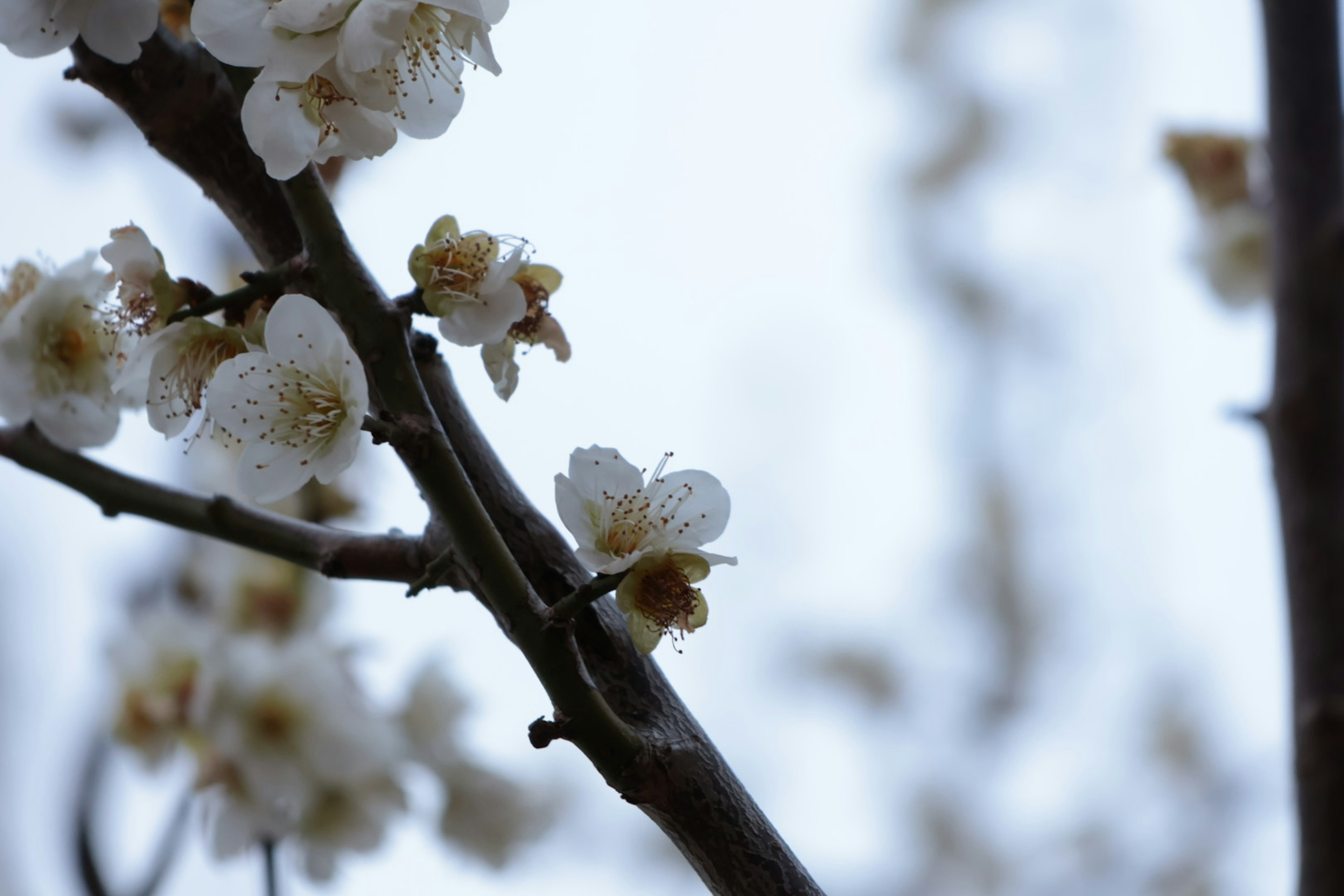 特寫一根開著白色花朵的樹枝