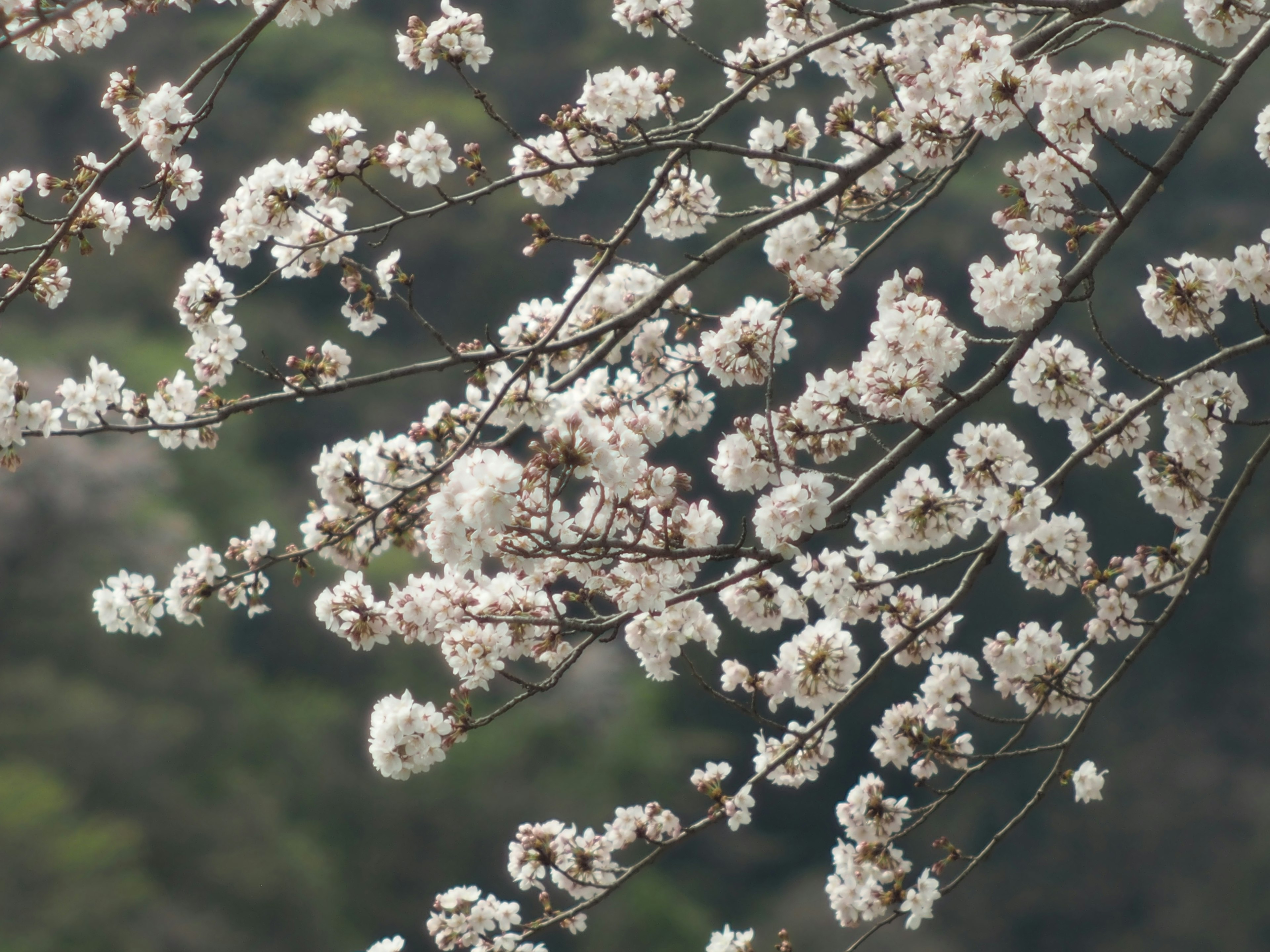 桜の花が咲いている枝のクローズアップ