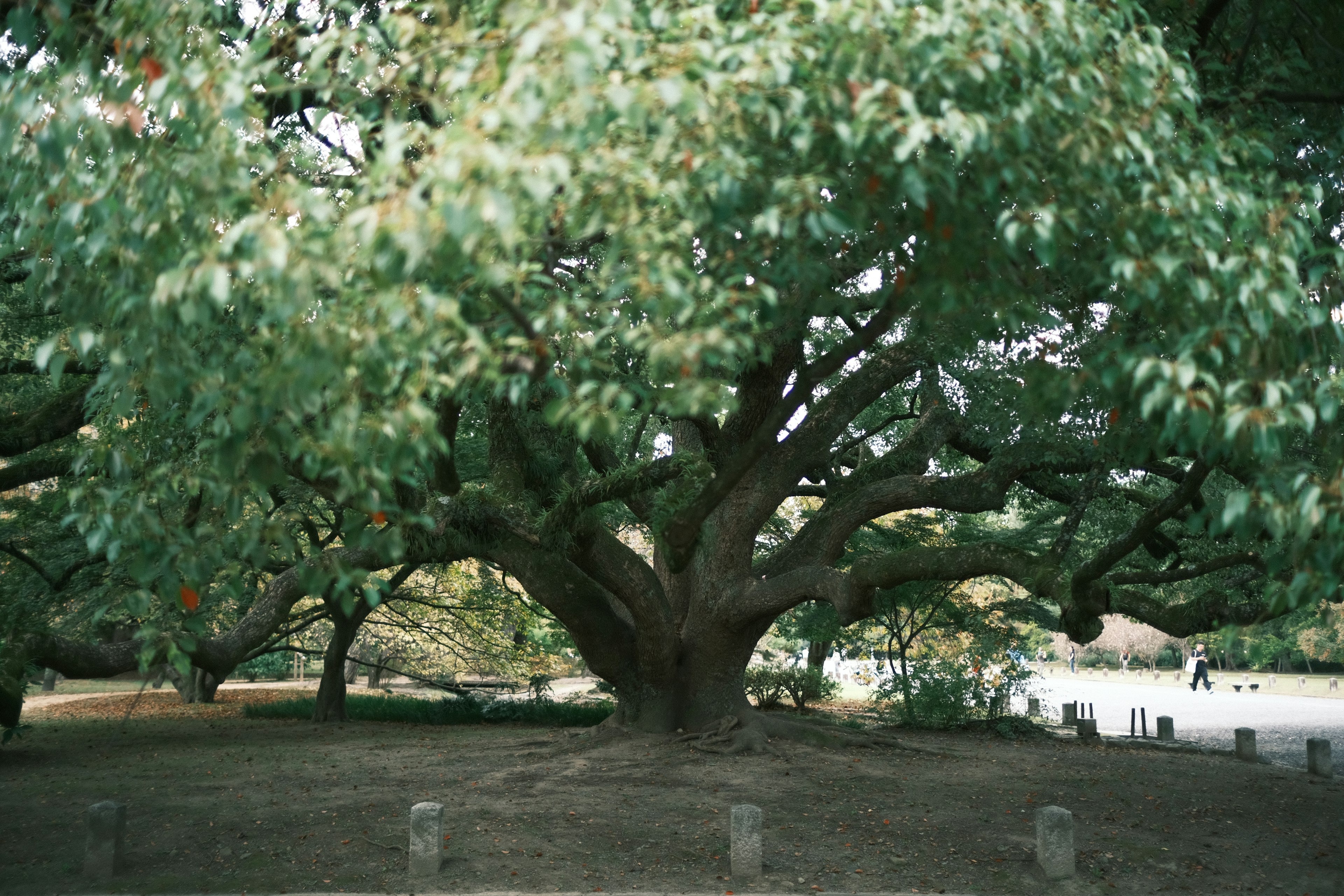 Großer grüner Baum mit ausladenden Ästen