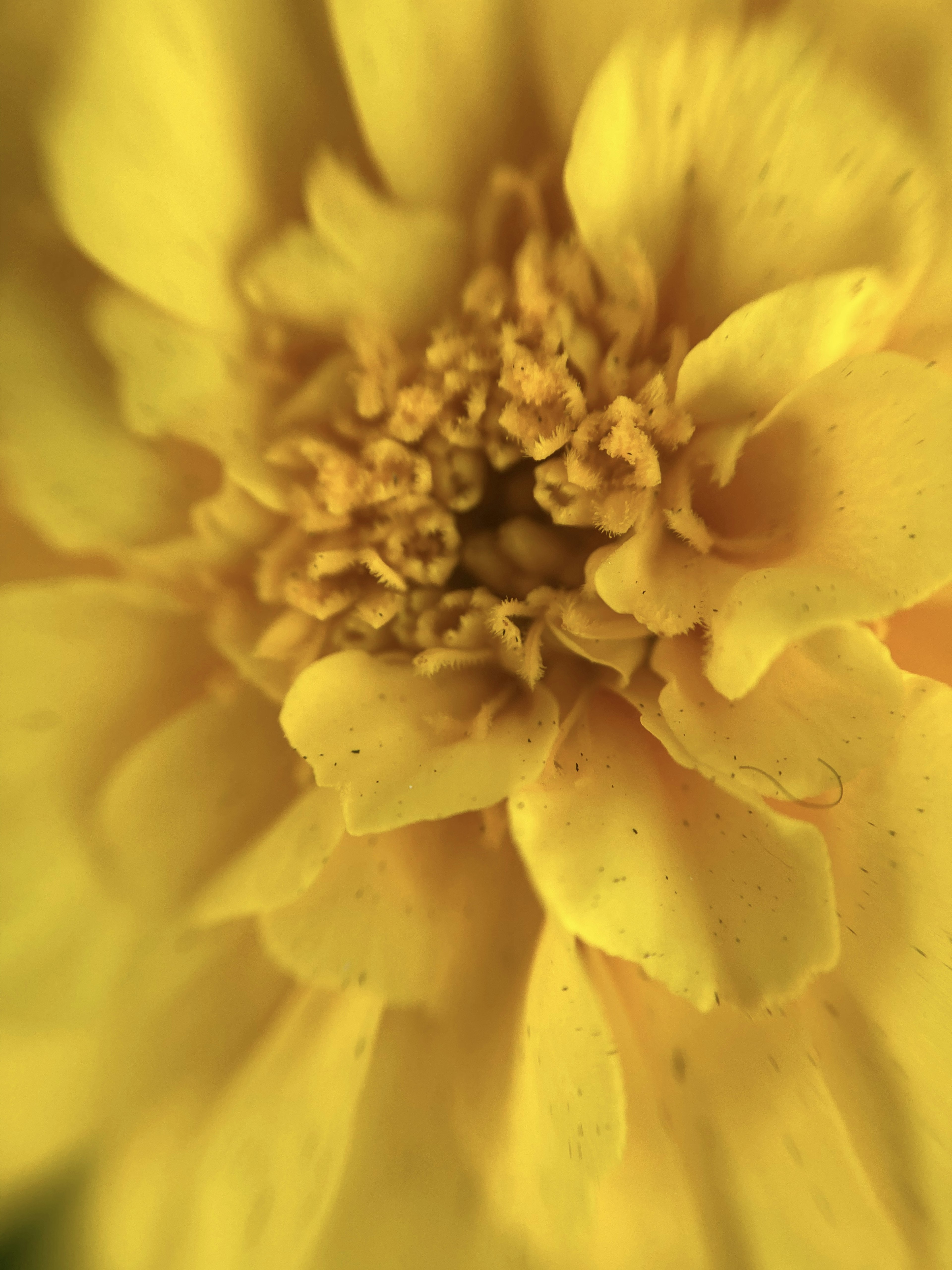 Nahaufnahme einer lebhaften gelben Blume mit überlappenden Blütenblättern