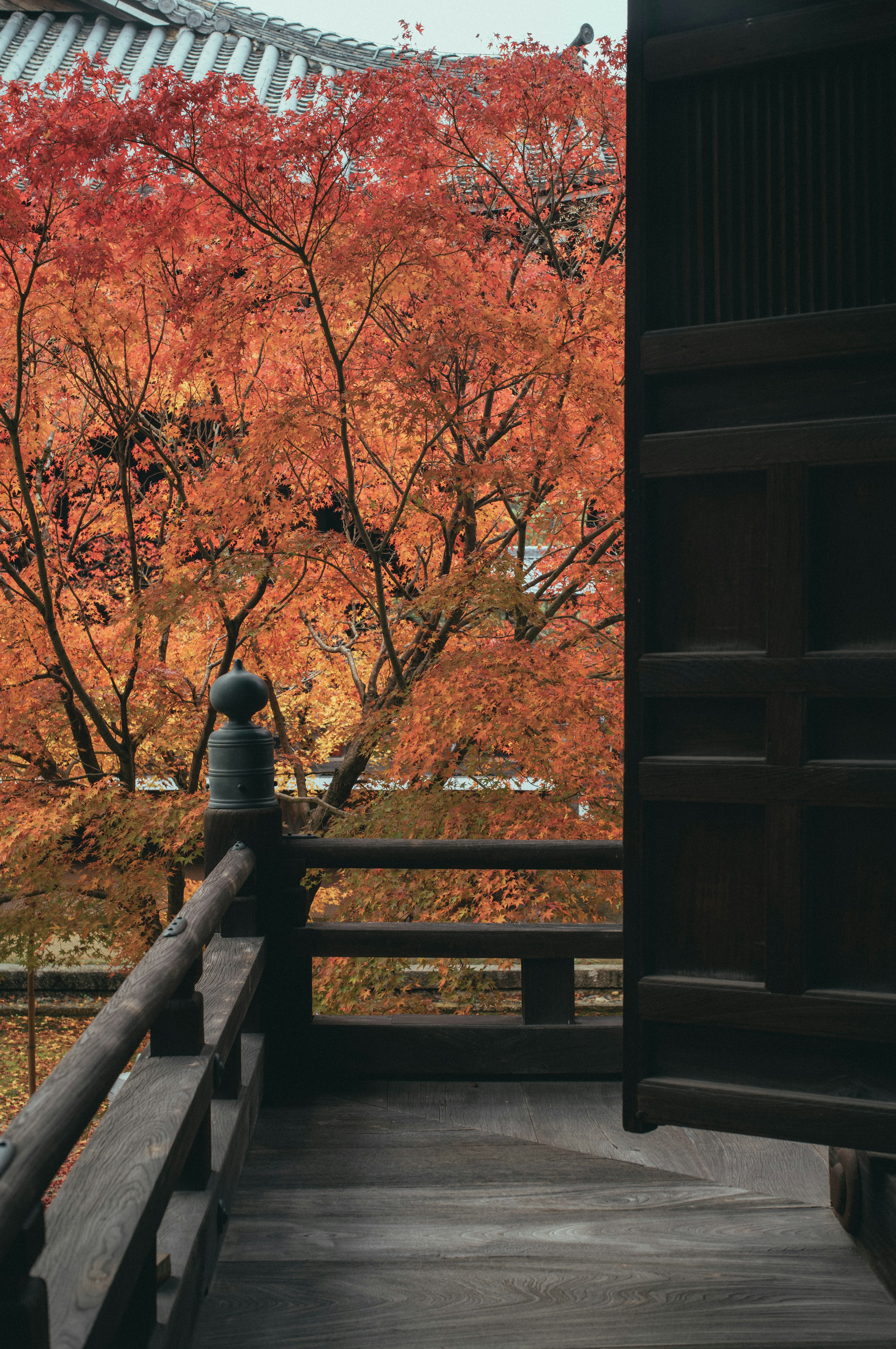 Person standing on a wooden balcony with autumn foliage in the background