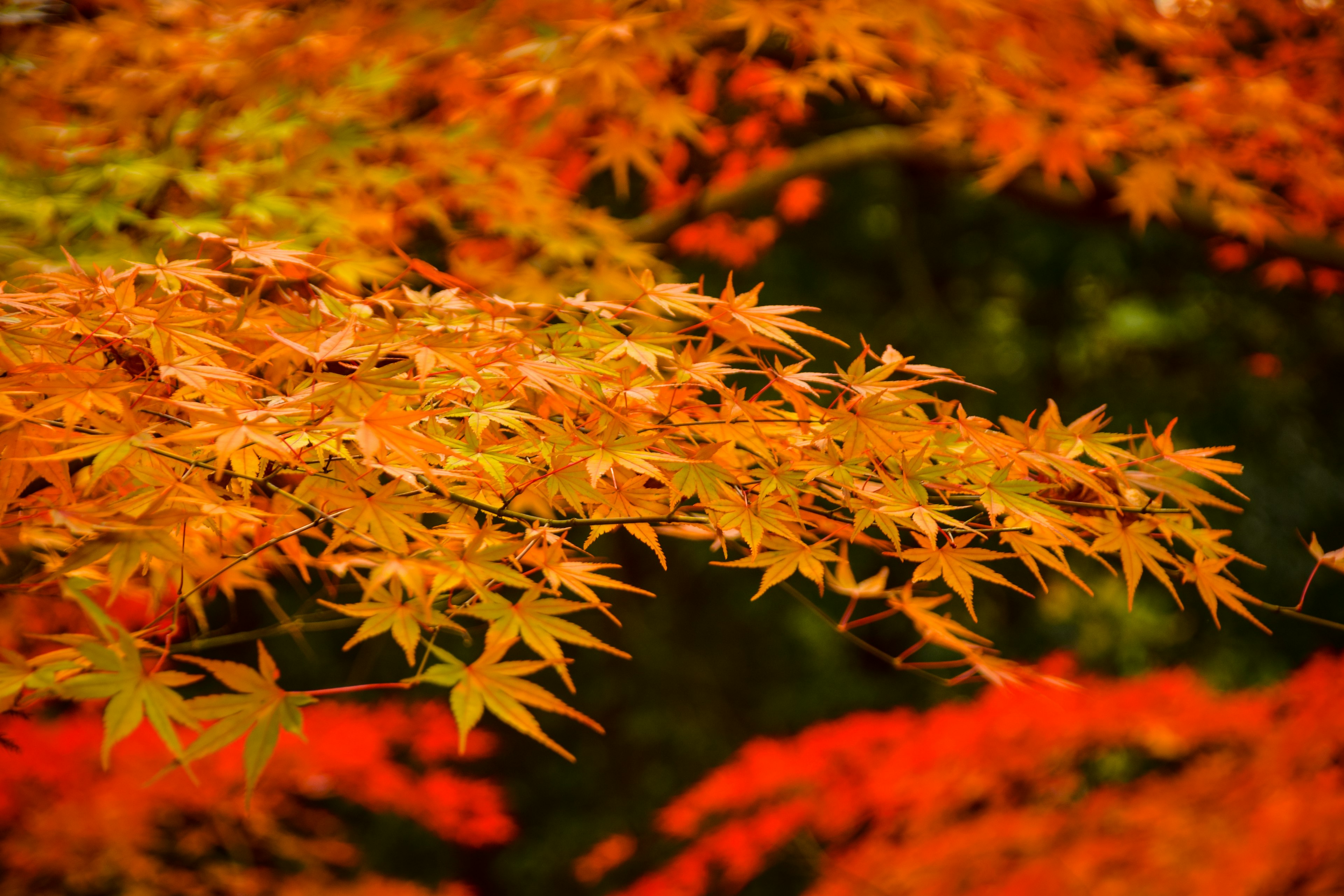 Hojas de arce naranjas vibrantes que muestran los colores del otoño