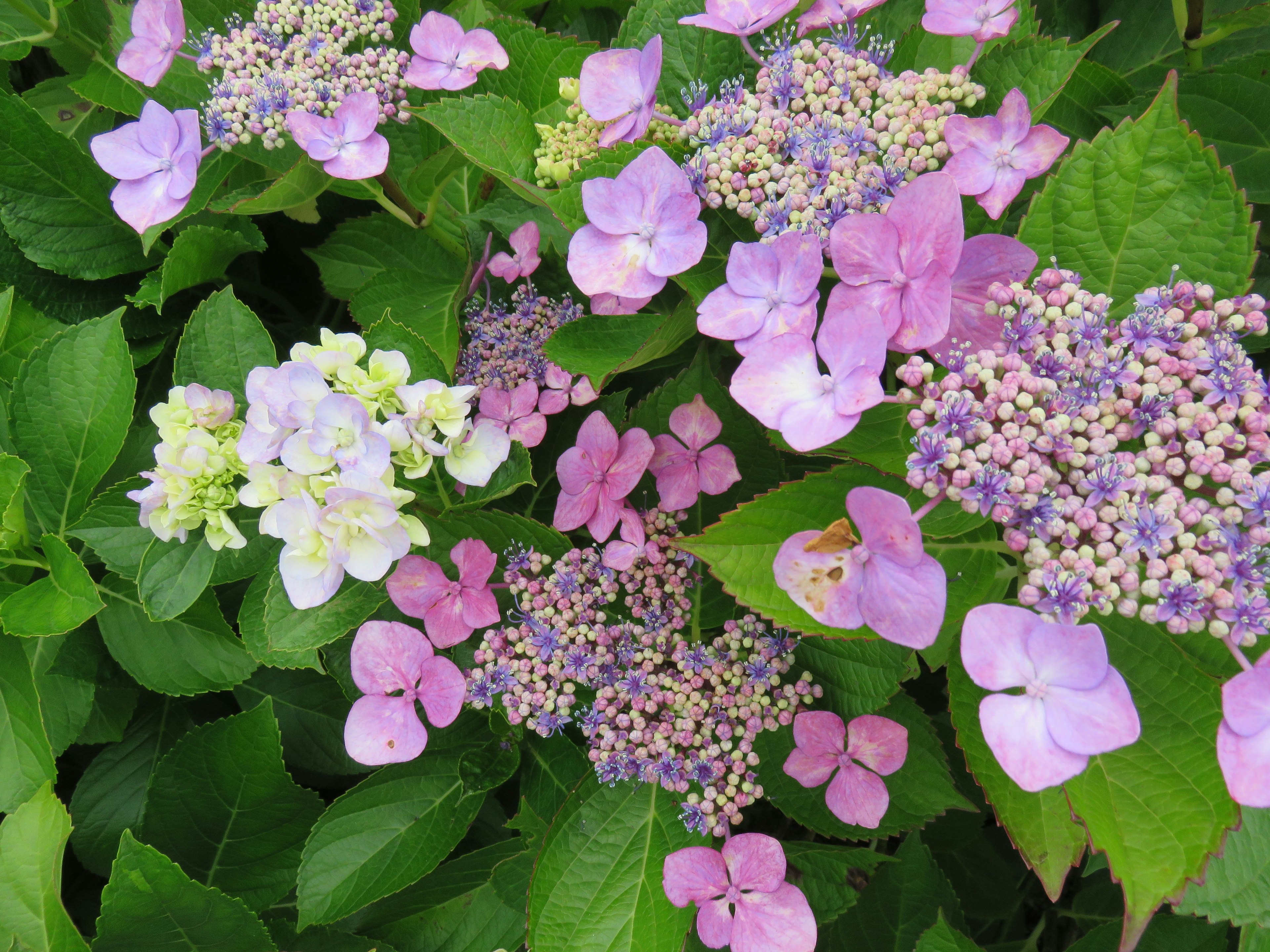 A vibrant display of hydrangea flowers in various shades of purple and white