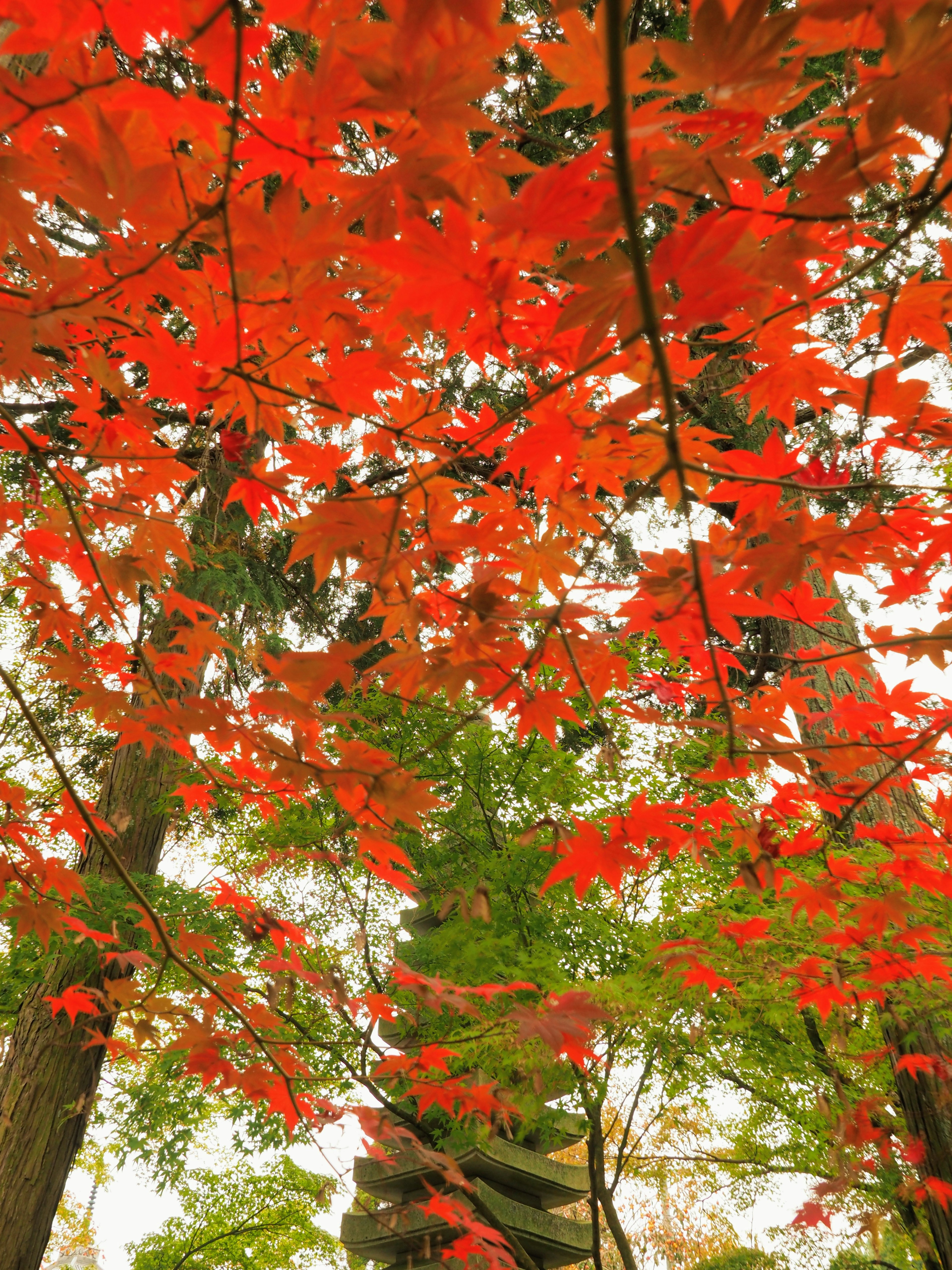 View through trees with vibrant red maple leaves