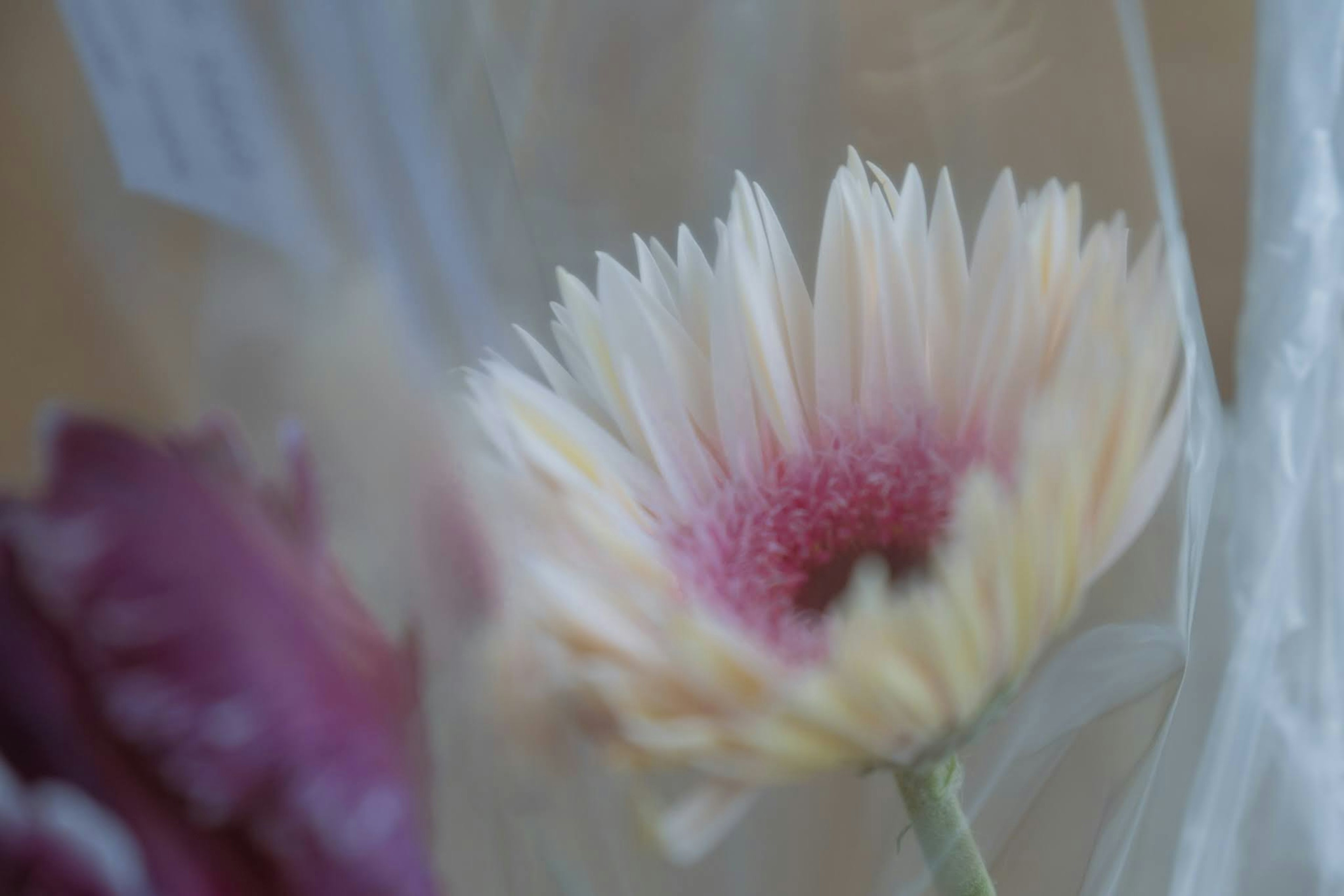 A pale pink gerbera flower with a blurred purple flower in the background