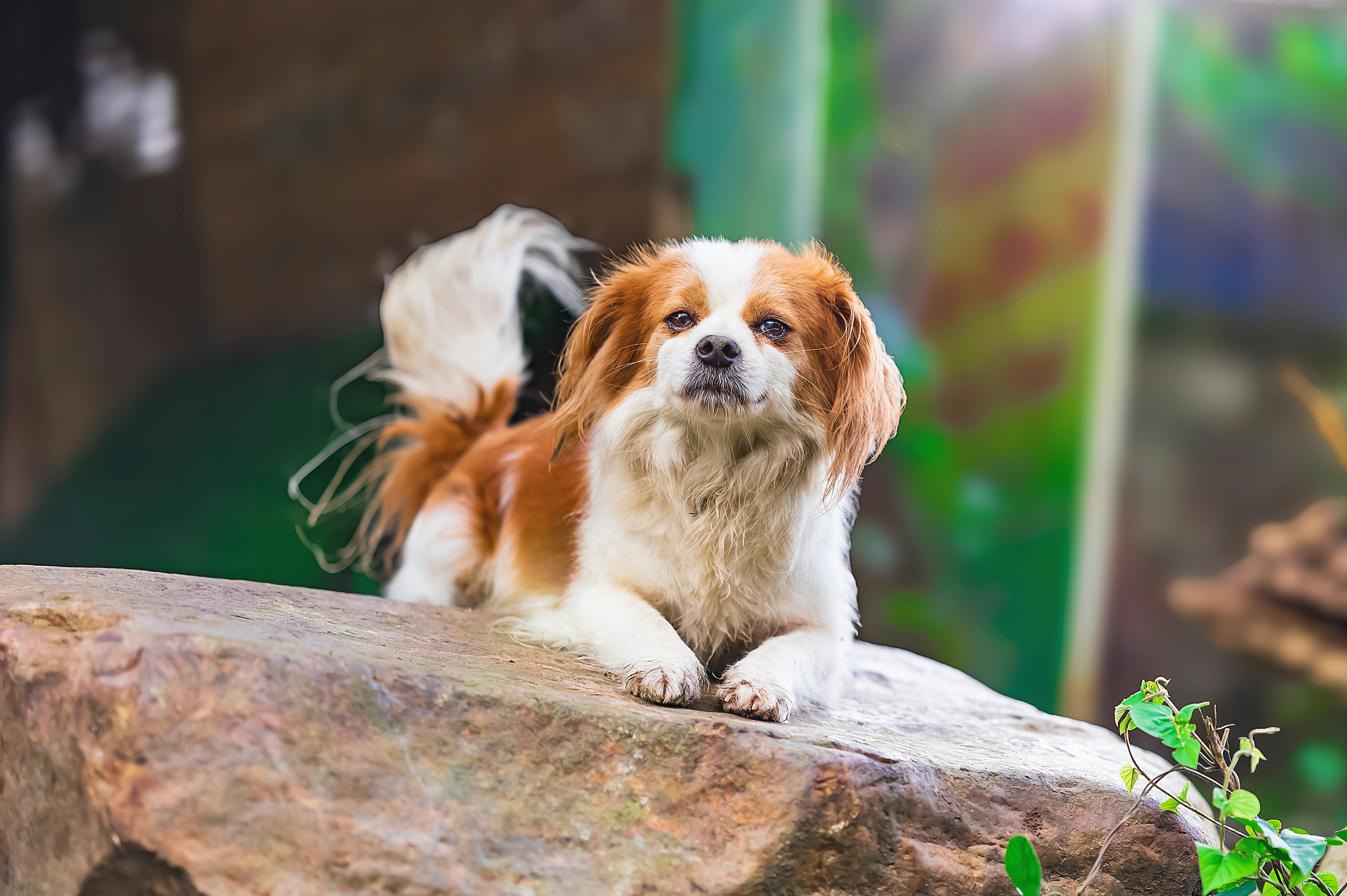 Ein Hund sitzt auf einem Stein vor einem bunten grünen Hintergrund