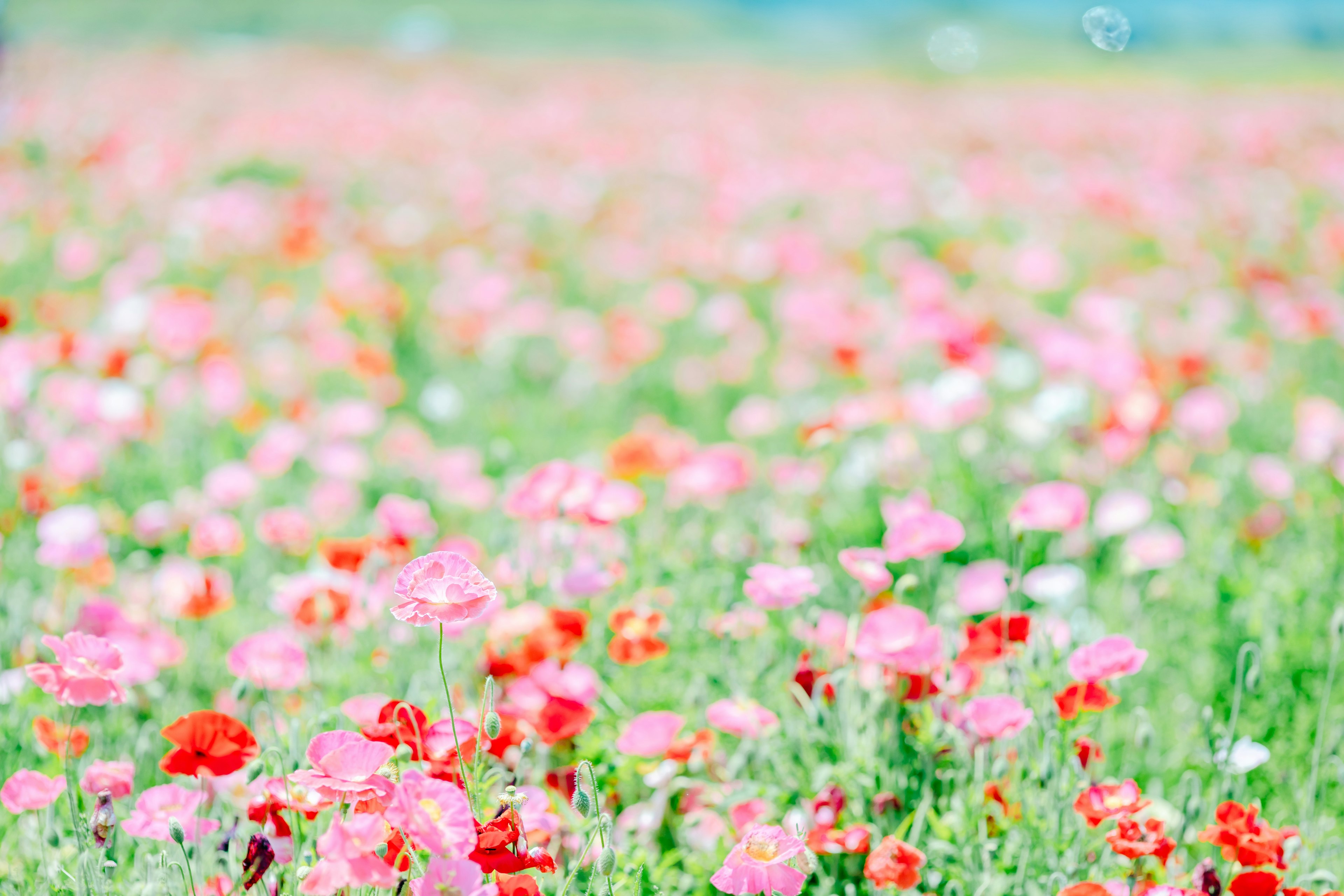 色とりどりの花が咲き誇る広大な花畑の風景