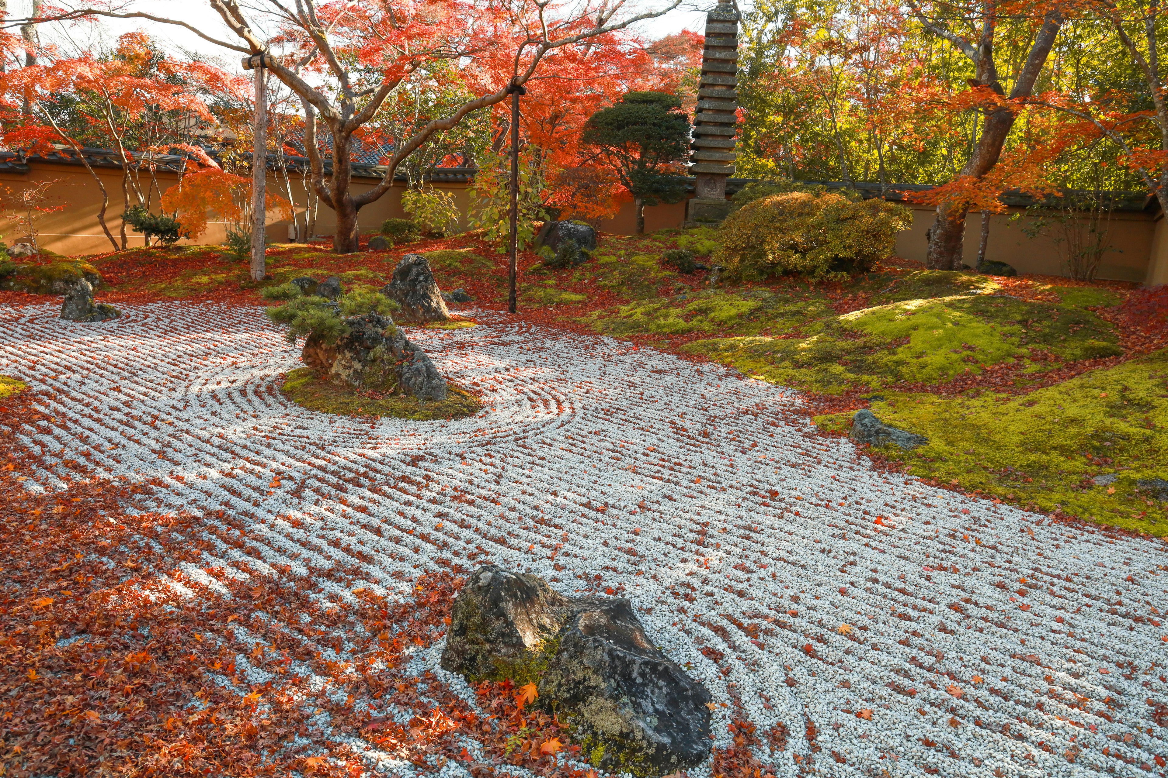 Hermoso jardín japonés en otoño con un patrón de grava rastrillada y hojas de arce rojas y musgo verde