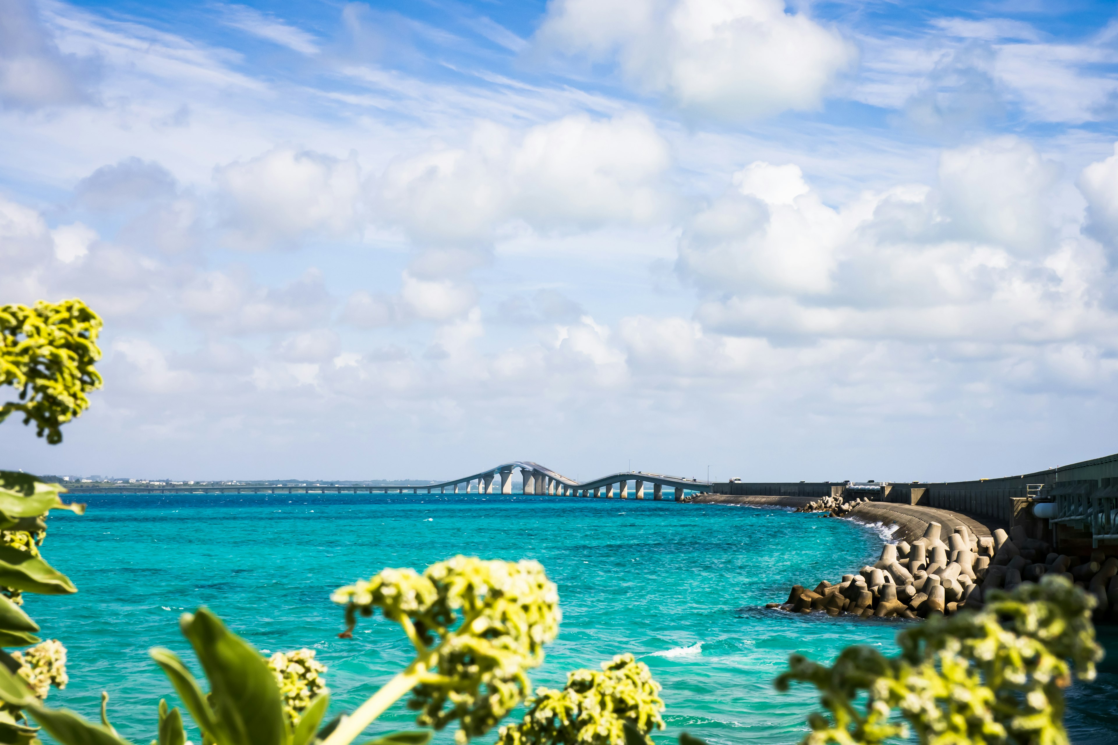 Vue de l'océan bleu avec un pont et des plantes vertes au premier plan